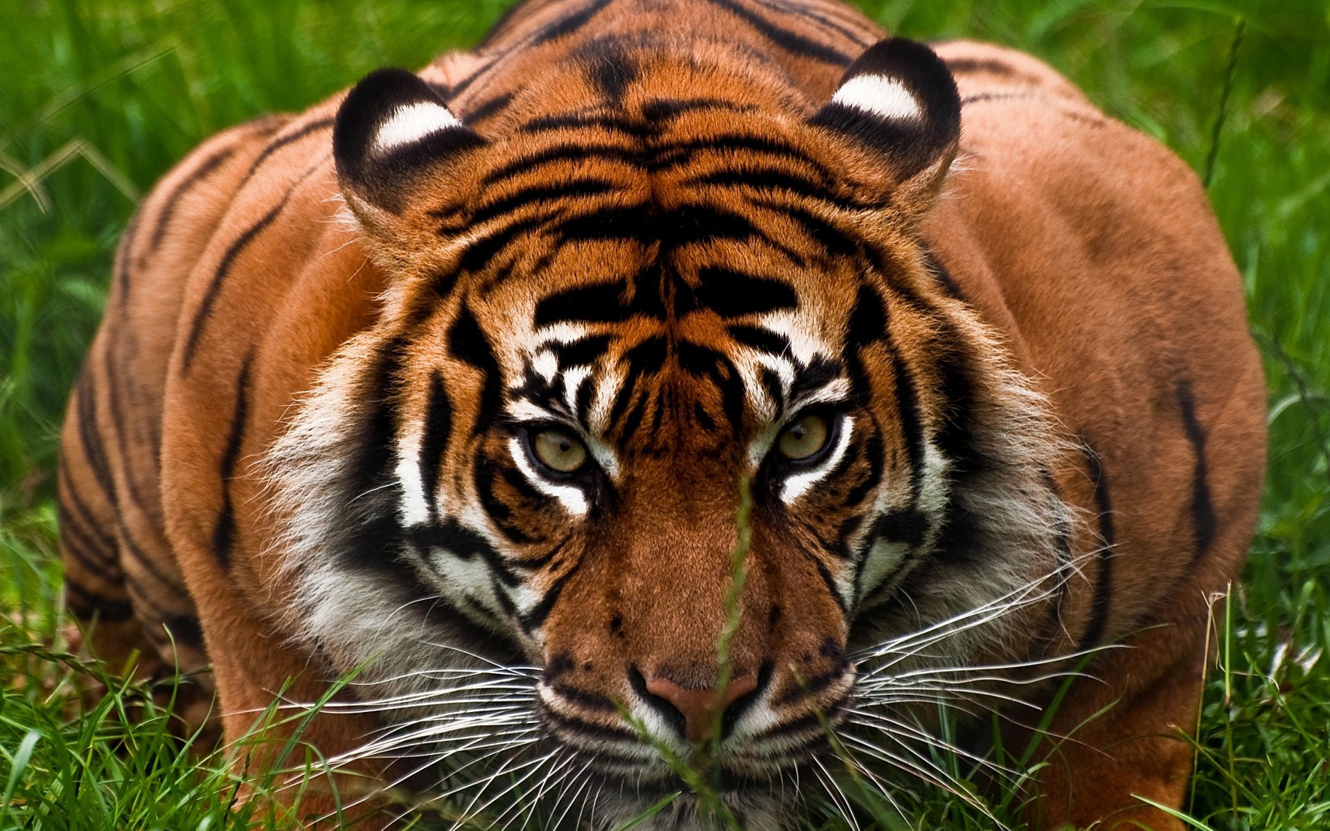 Tiger in green grass HD Wallpaper