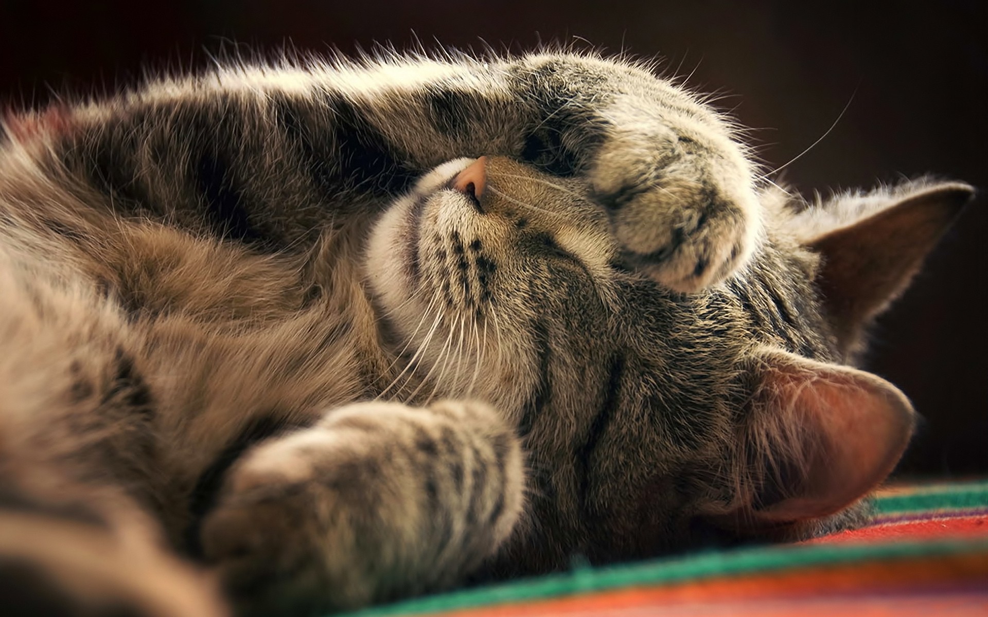 A tabby cat sleeps with its paw over its eyes HD Wallpaper