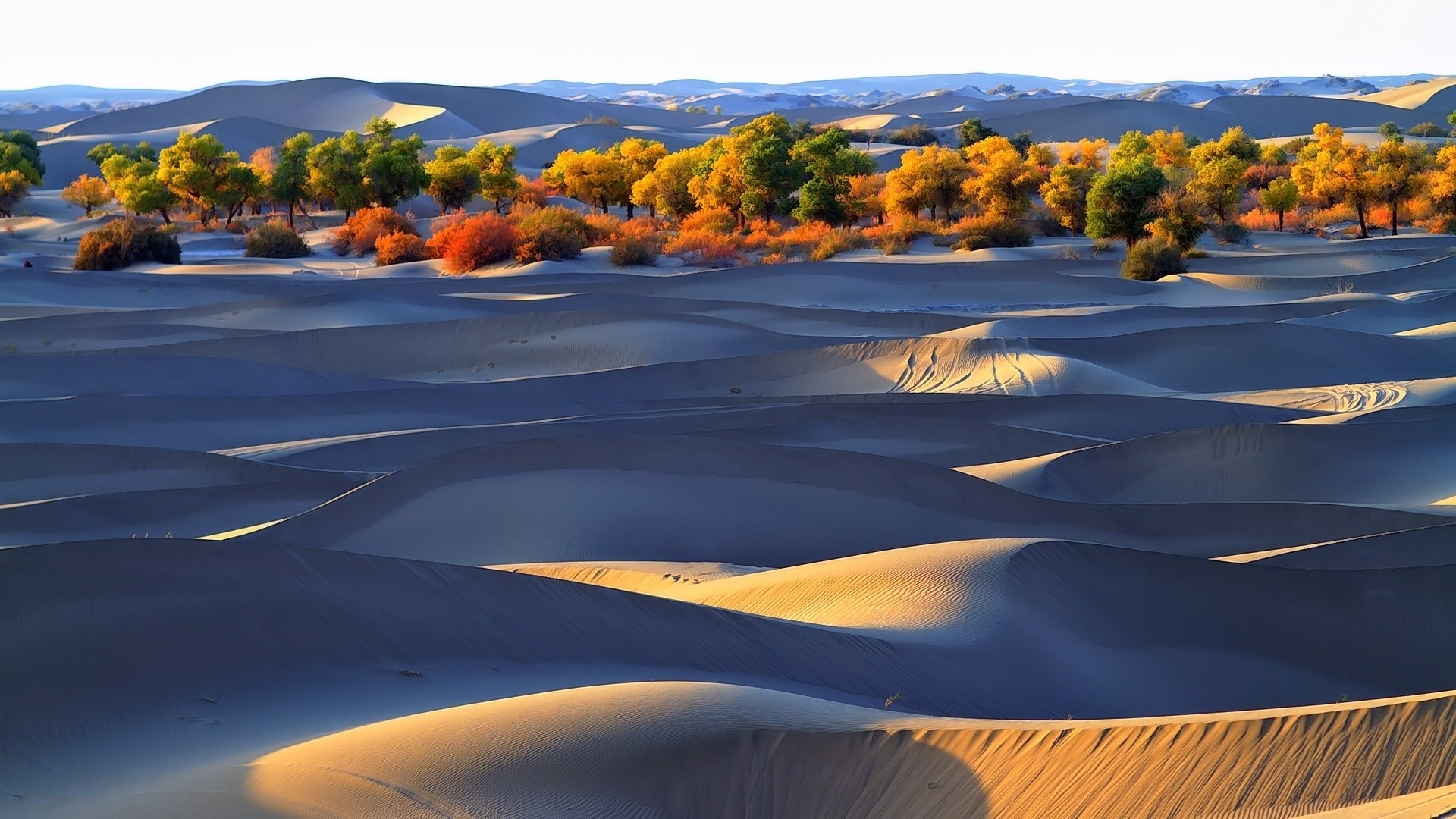 Desert landscape with sand dunes and trees in autumn colors HD Wallpaper