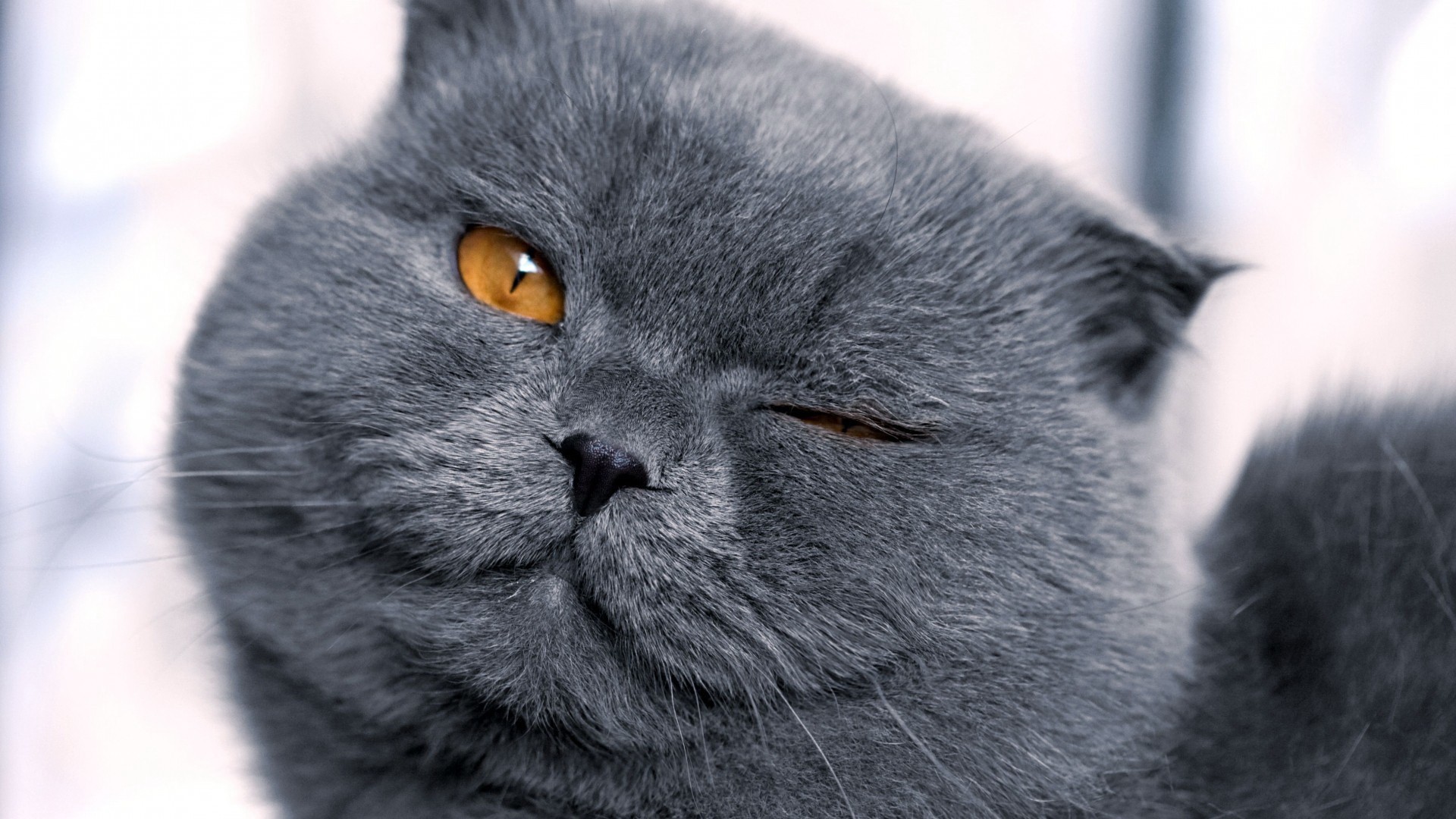 Close-up of a grey Scottish Fold cat winking HD Wallpaper
