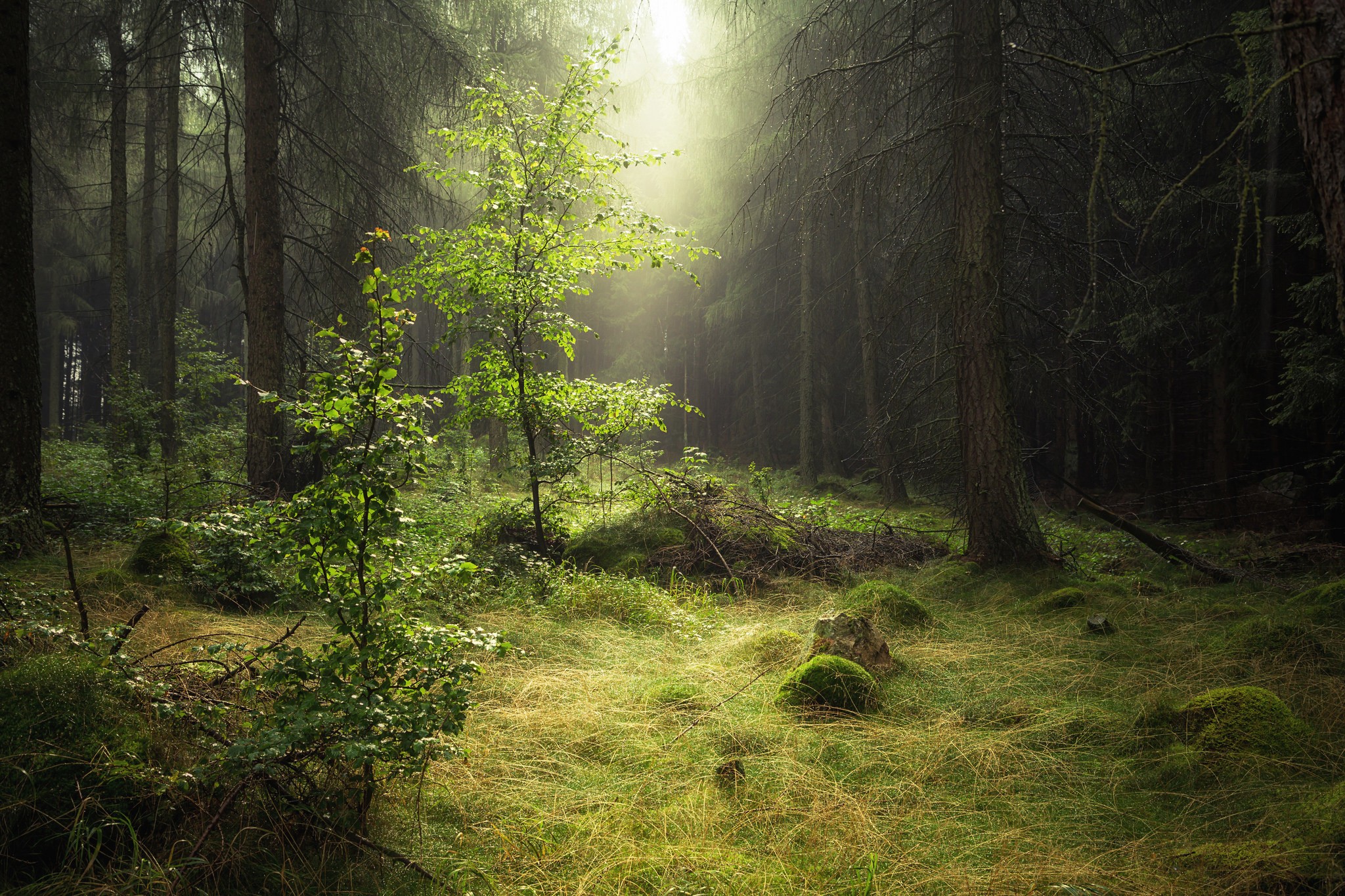 Misty forest with sunbeams filtering through trees HD Wallpaper