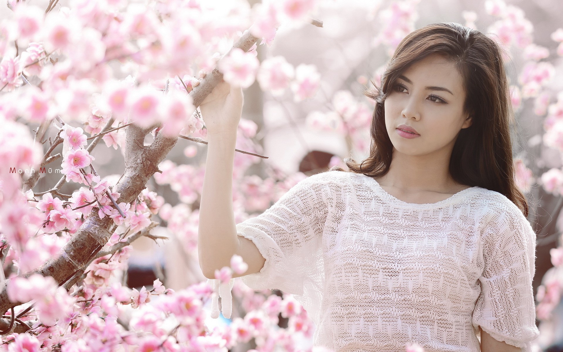 Asian woman in white shirt among cherry blossoms HD Wallpaper