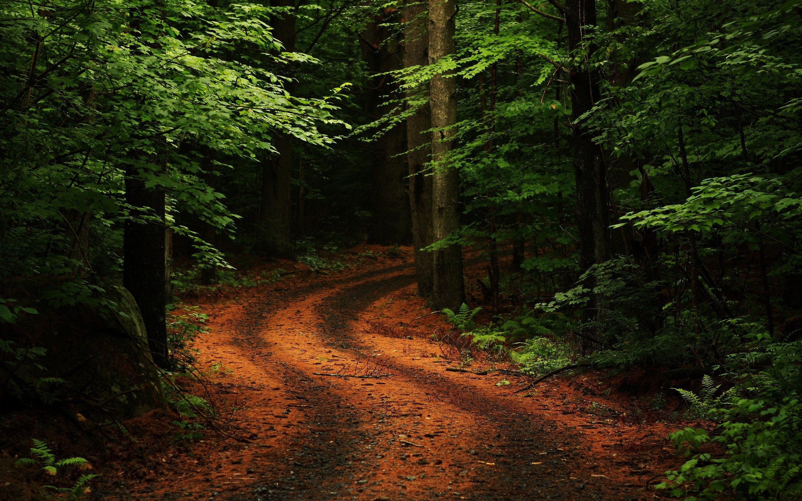A winding dirt path through a dense green forest HD Wallpaper