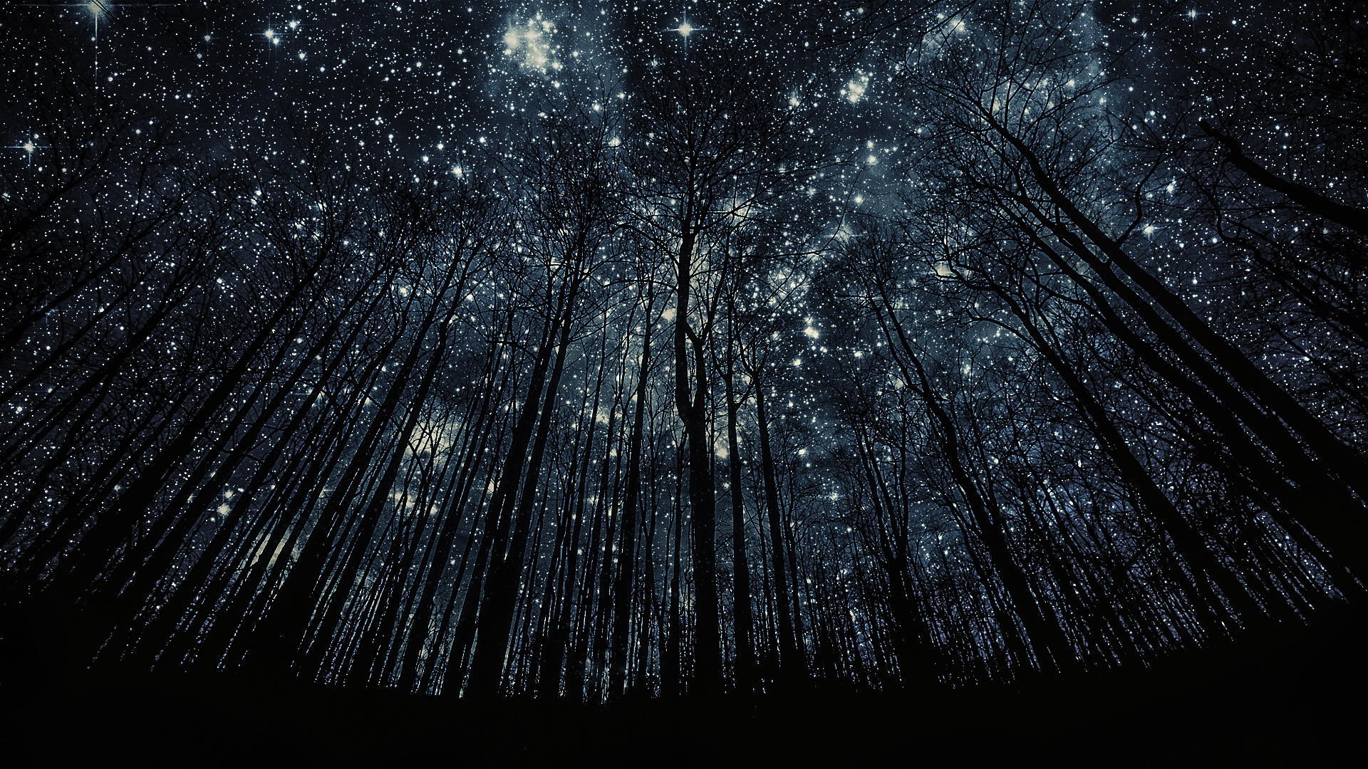 Forest canopy under a starry night sky HD Wallpaper