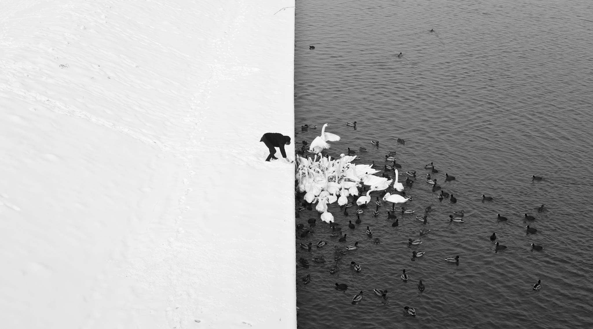 Person feeding swans and ducks in winter HD Wallpaper
