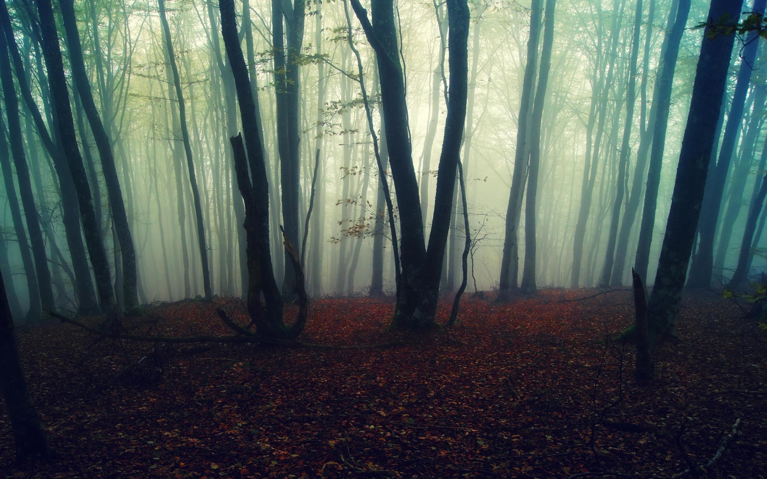 Misty forest with tall trees and fallen leaves HD Wallpaper