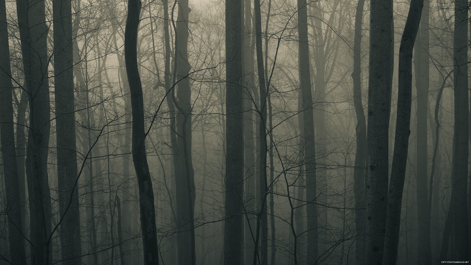 Dark forest with mist and bare trees HD Wallpaper
