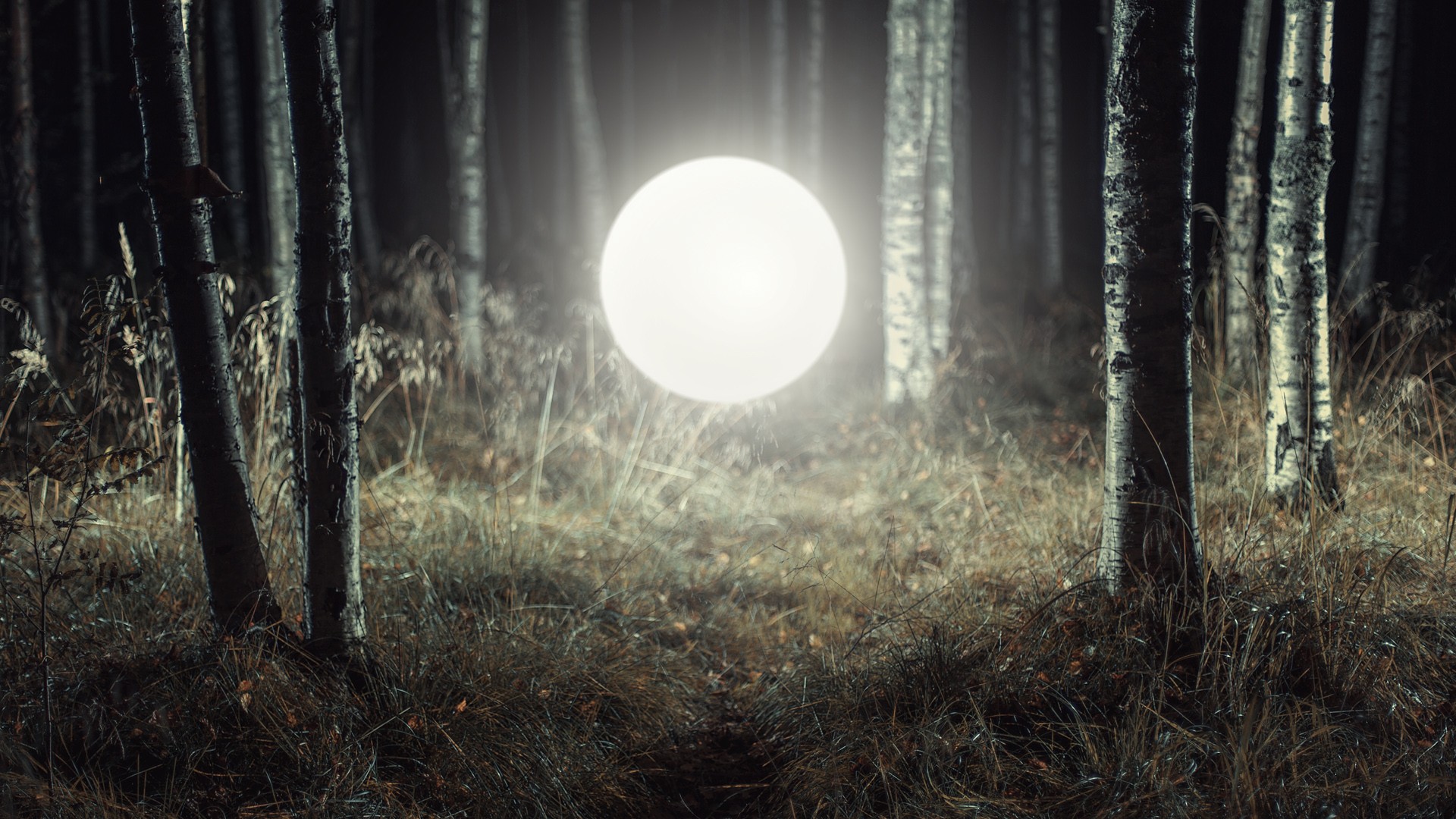 Glowing orb in a dark forest at night HD Wallpaper
