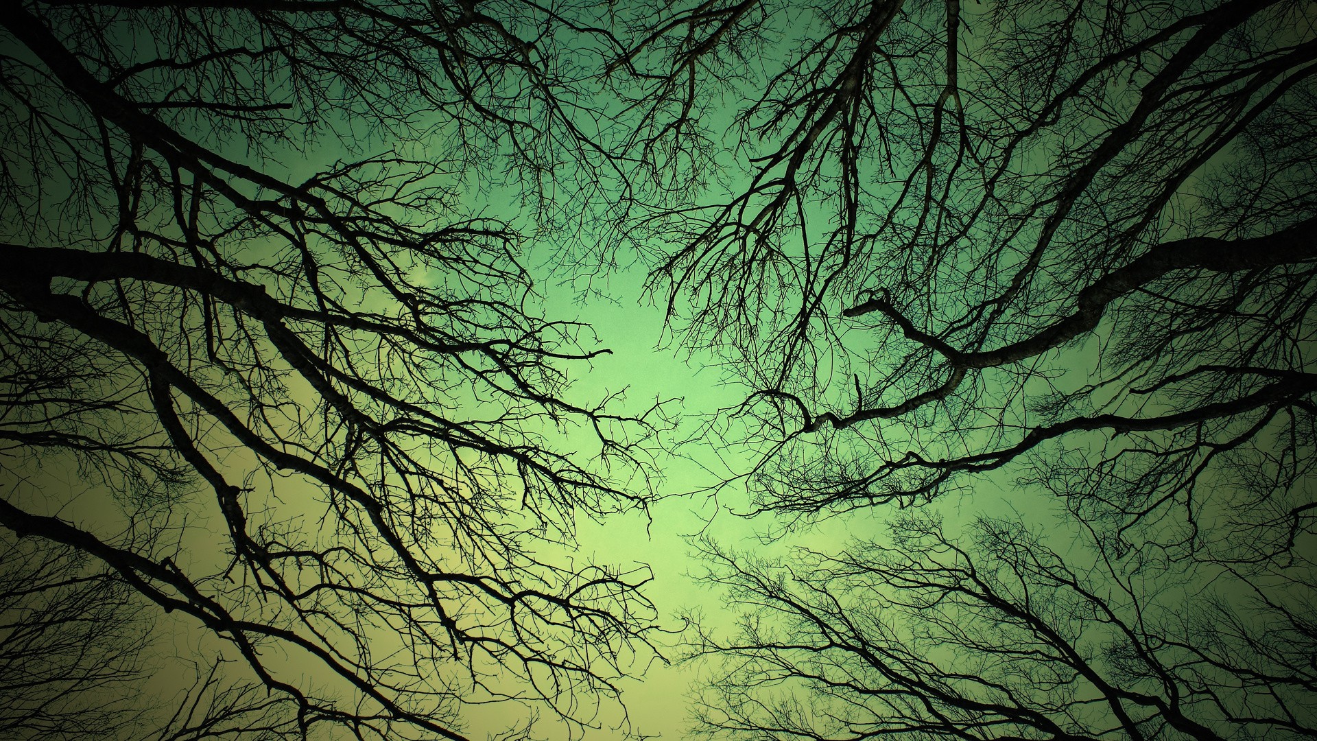 Bare tree branches against a teal and yellow sky HD Wallpaper