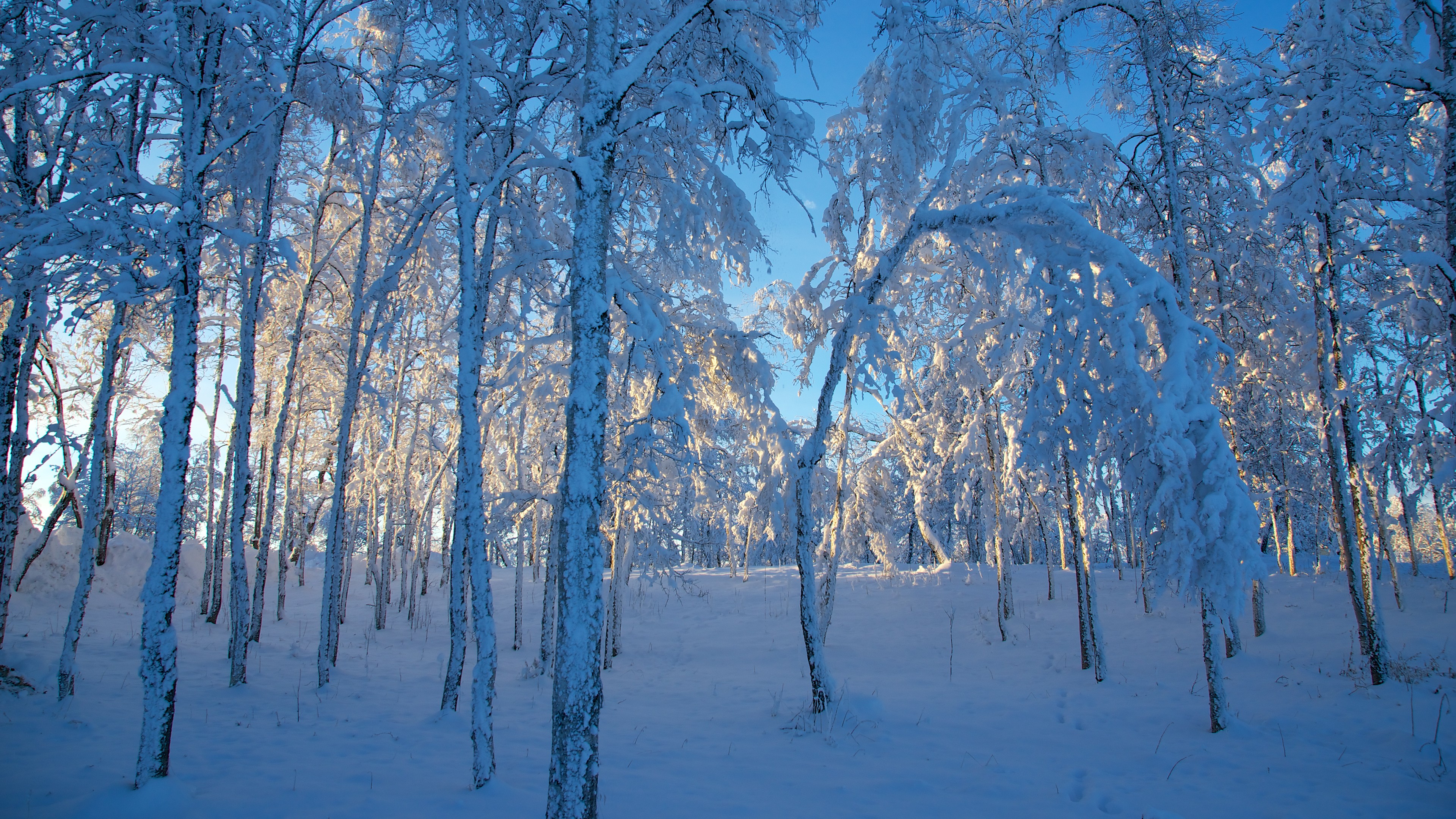 Snow-covered trees in a winter forest landscape HD Wallpaper
