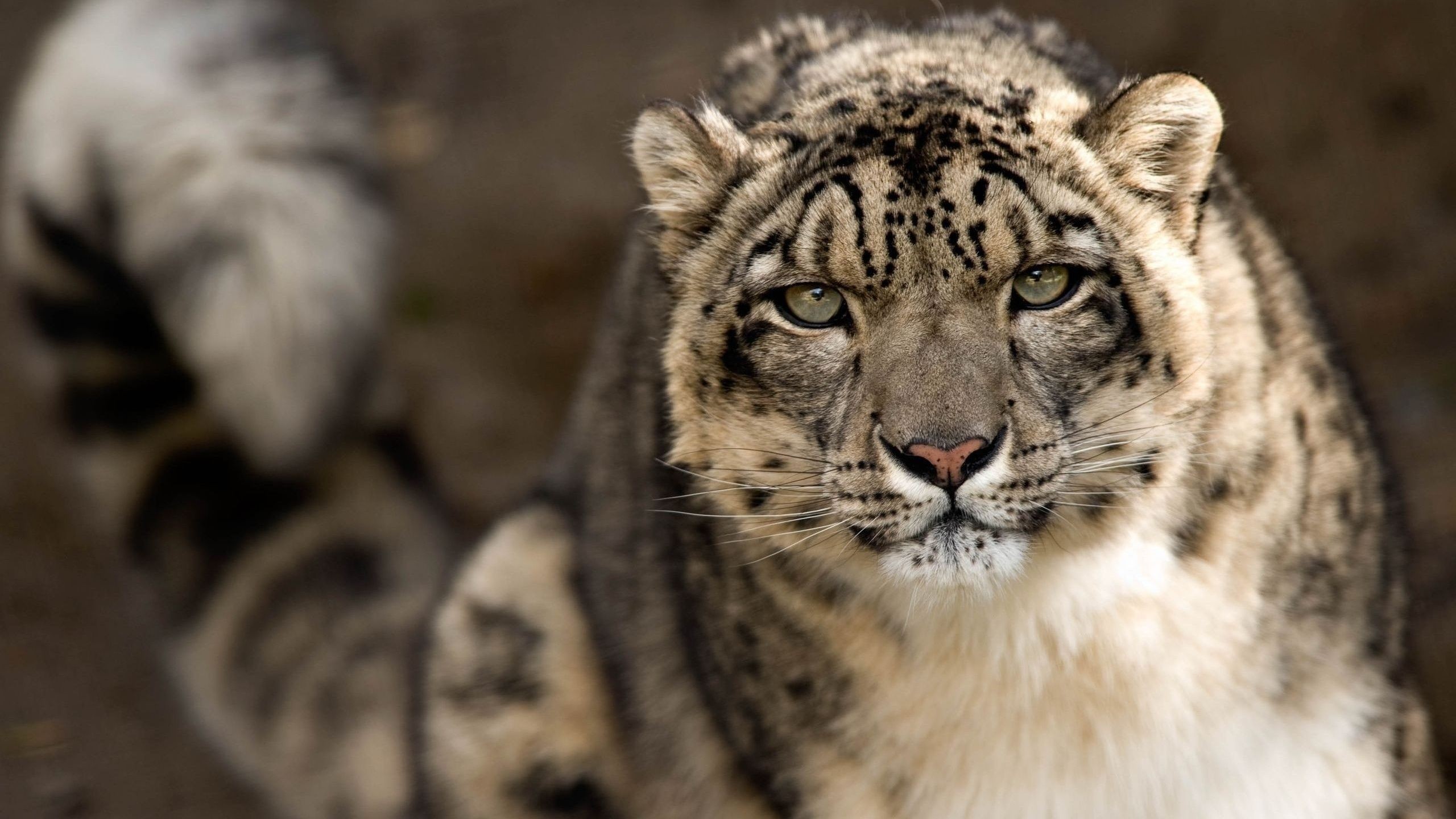 Close-up of a snow leopard's face HD Wallpaper