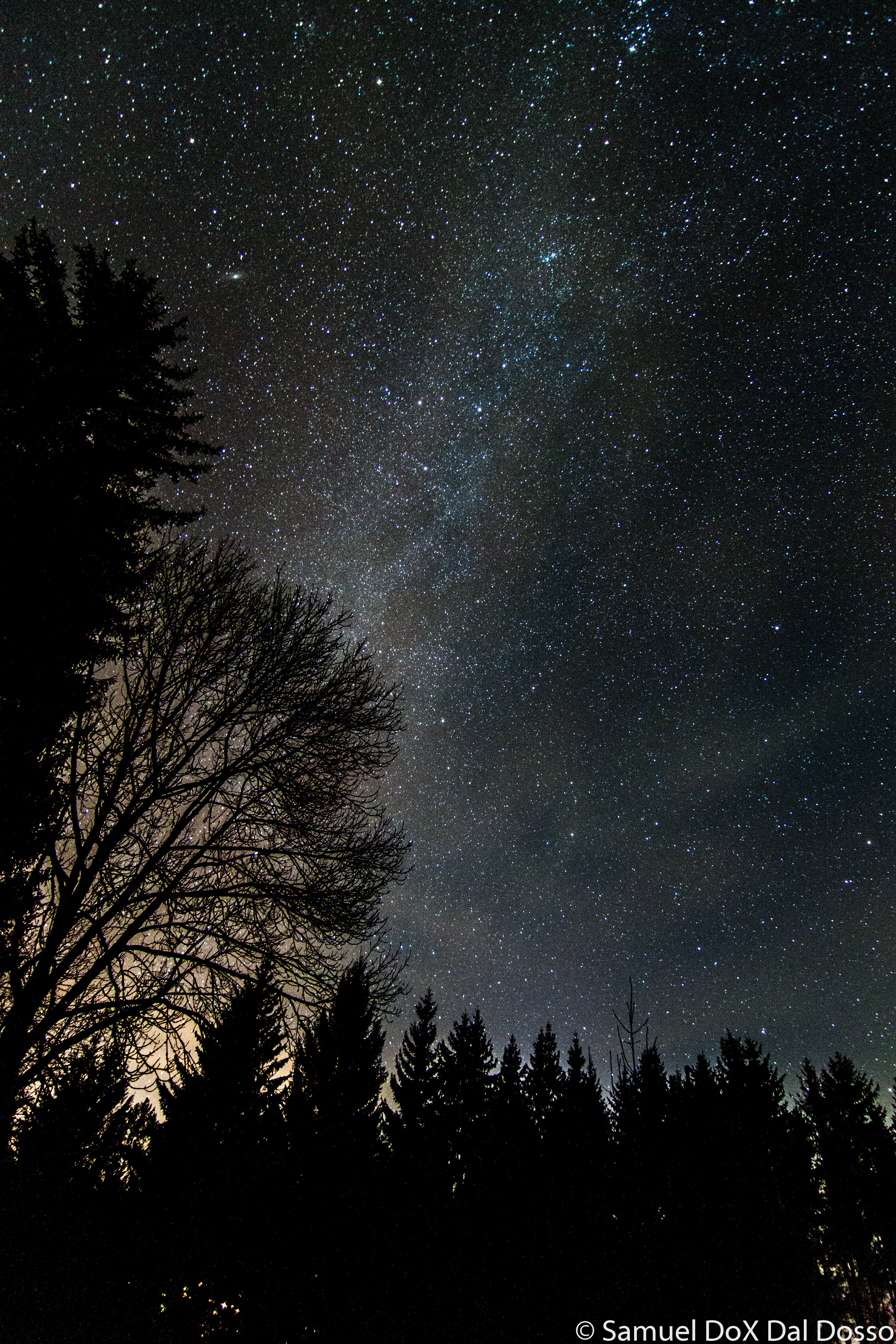 Night sky with galaxy and trees HD Wallpaper