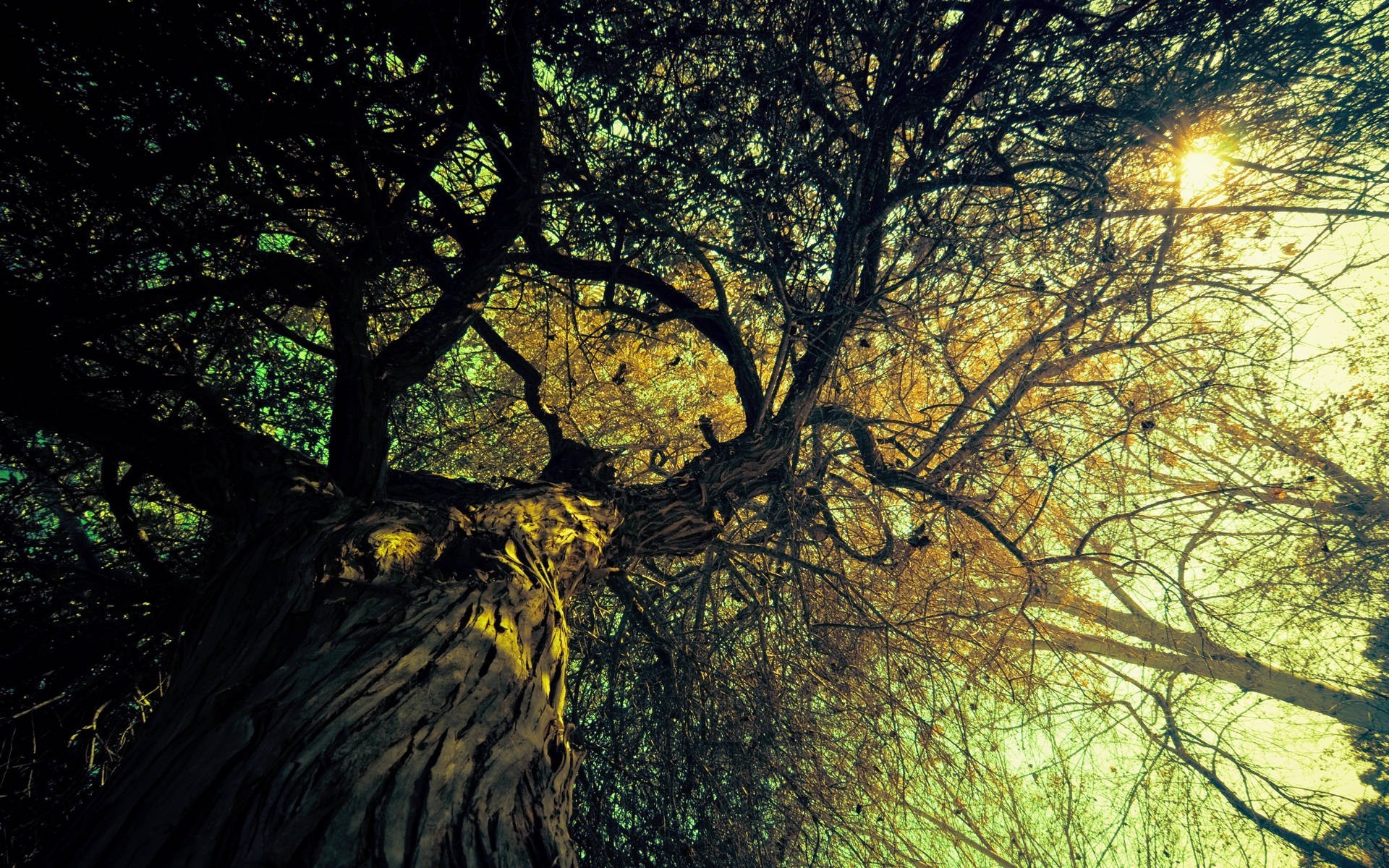 Sunlight filtering through a large tree canopy HD Wallpaper