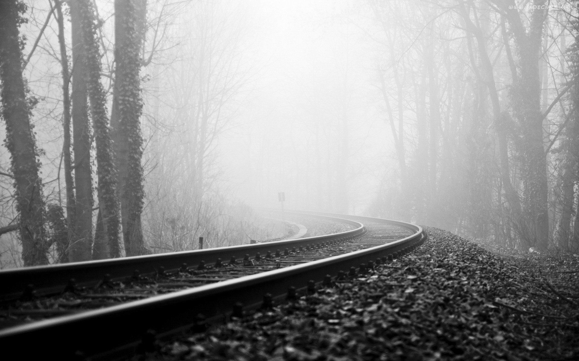 Railway tracks curving through a foggy forest HD Wallpaper