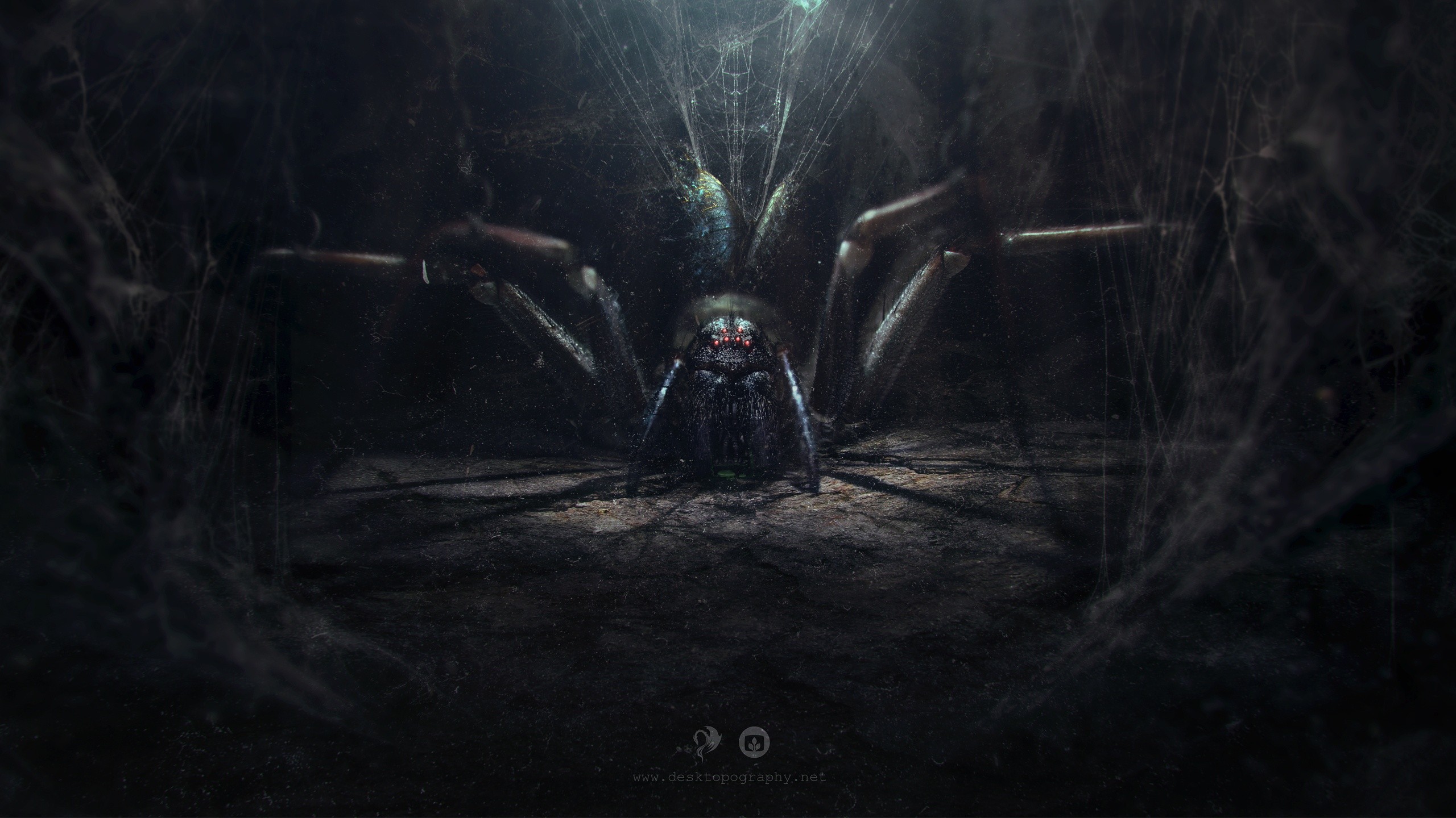 Spider in a dark, web-filled environment HD Wallpaper