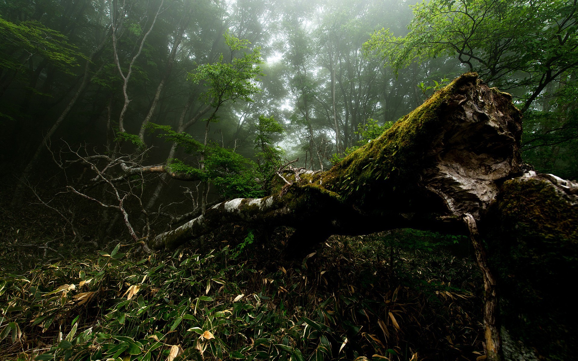 Fallen moss-covered tree in a misty forest HD Wallpaper