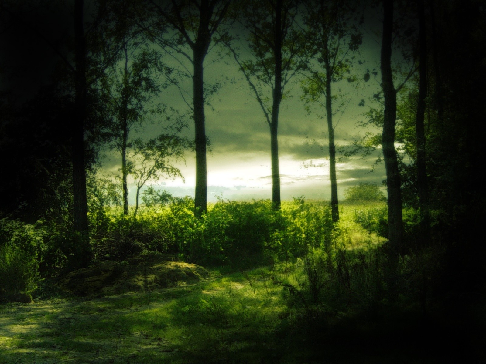 Trees and foliage in a forest clearing HD Wallpaper