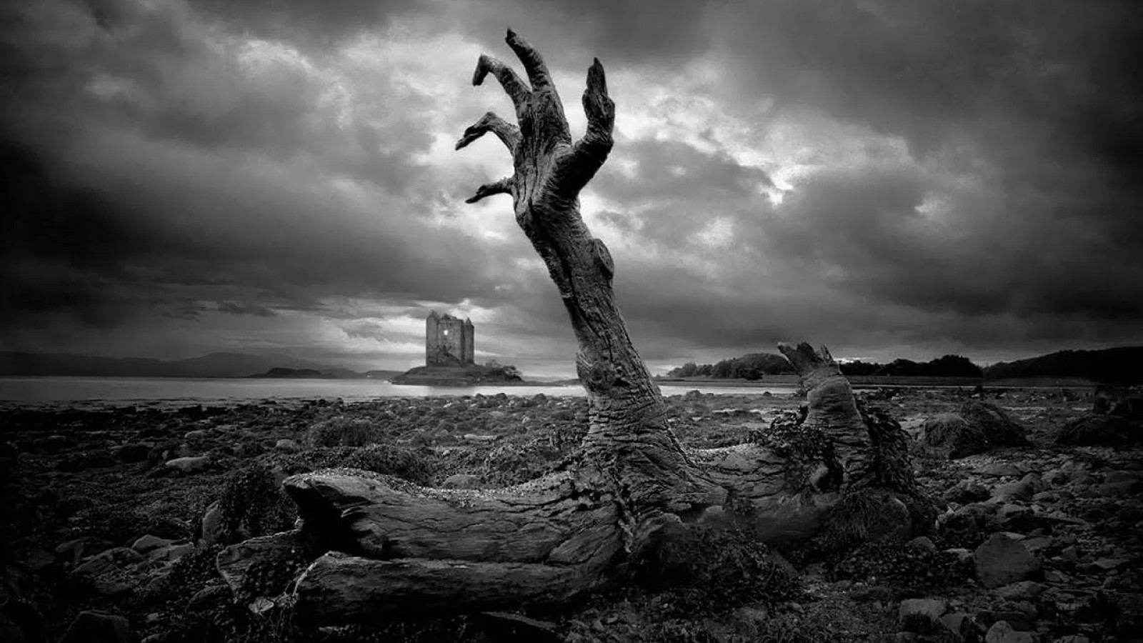 Monochrome image of a dead tree and a castle ruin HD Wallpaper