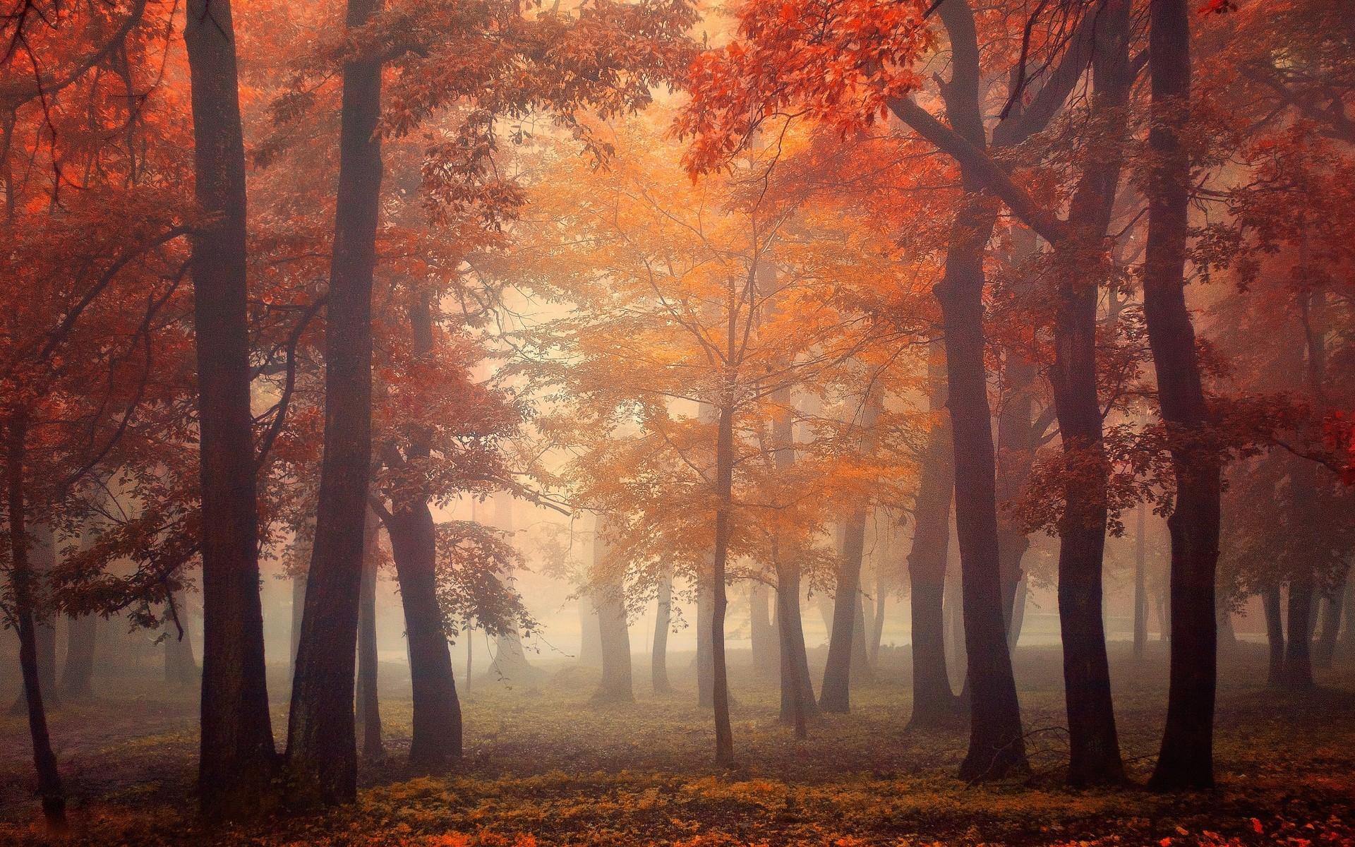 Autumn forest with red and orange trees HD Wallpaper