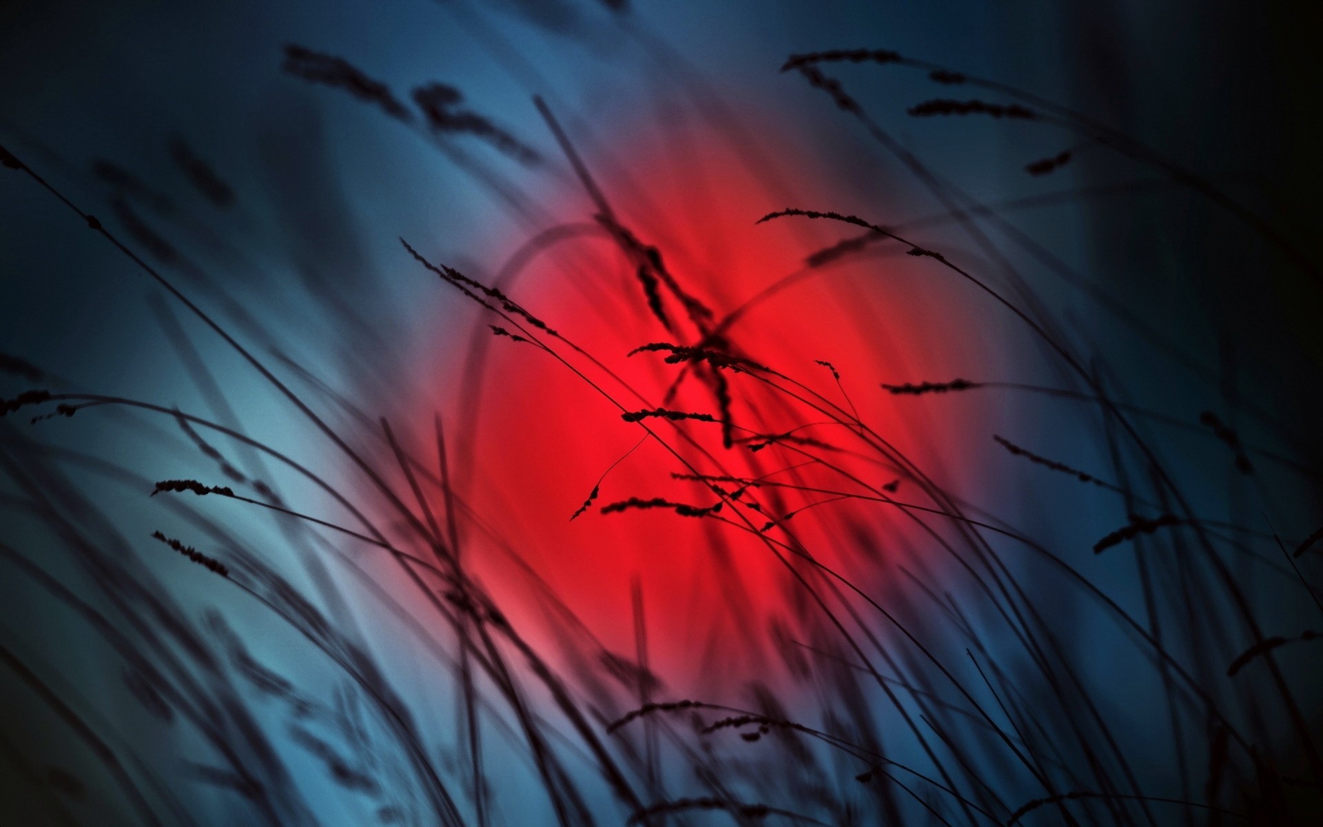 Silhouettes of grass against a red and blue background HD Wallpaper
