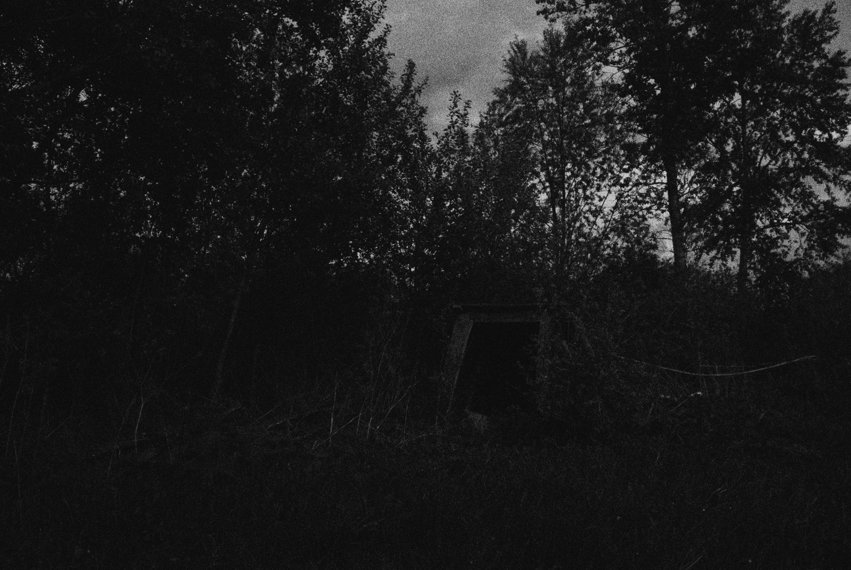 Dark forest with an opening HD Wallpaper