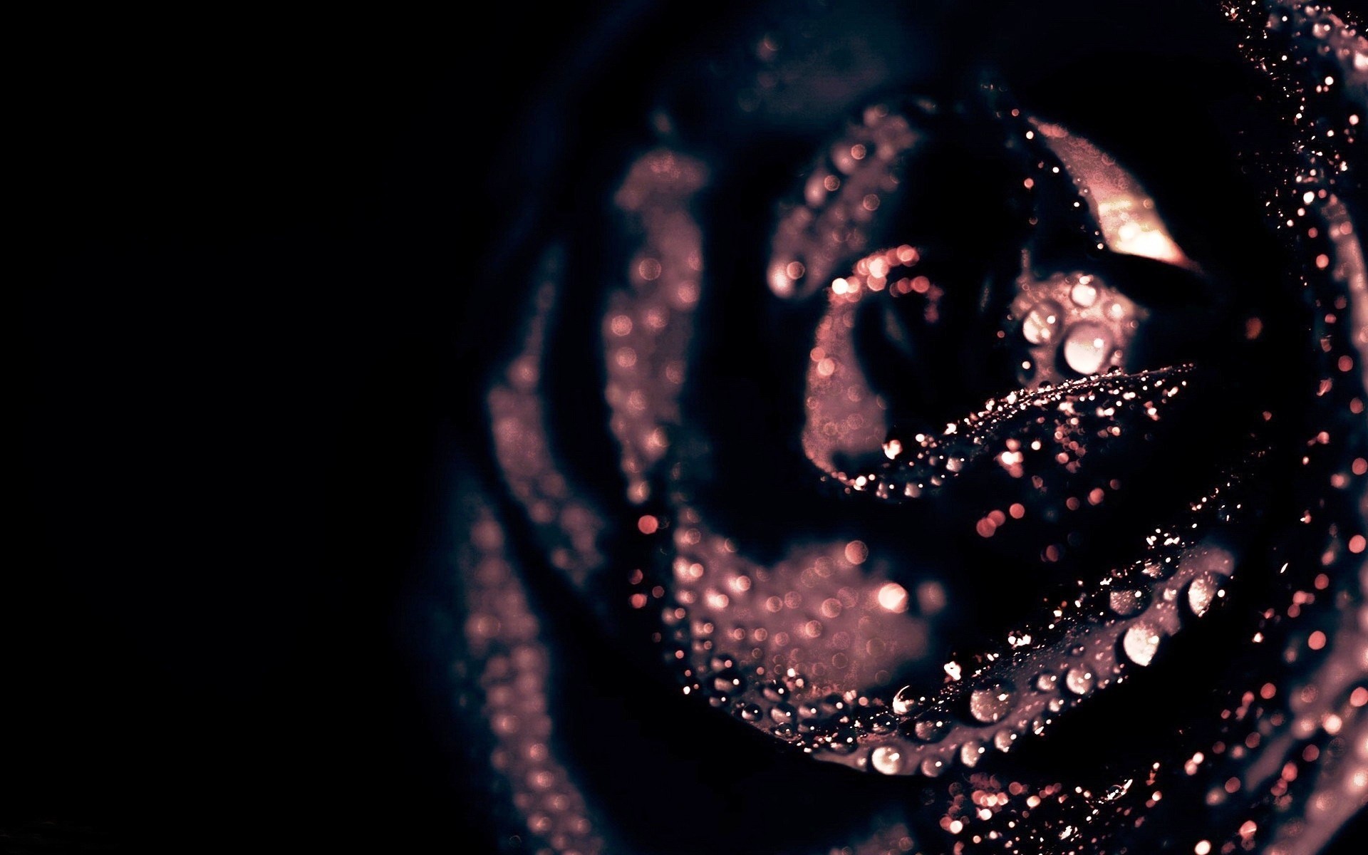 Macro shot of a dark rose with water droplets HD Wallpaper