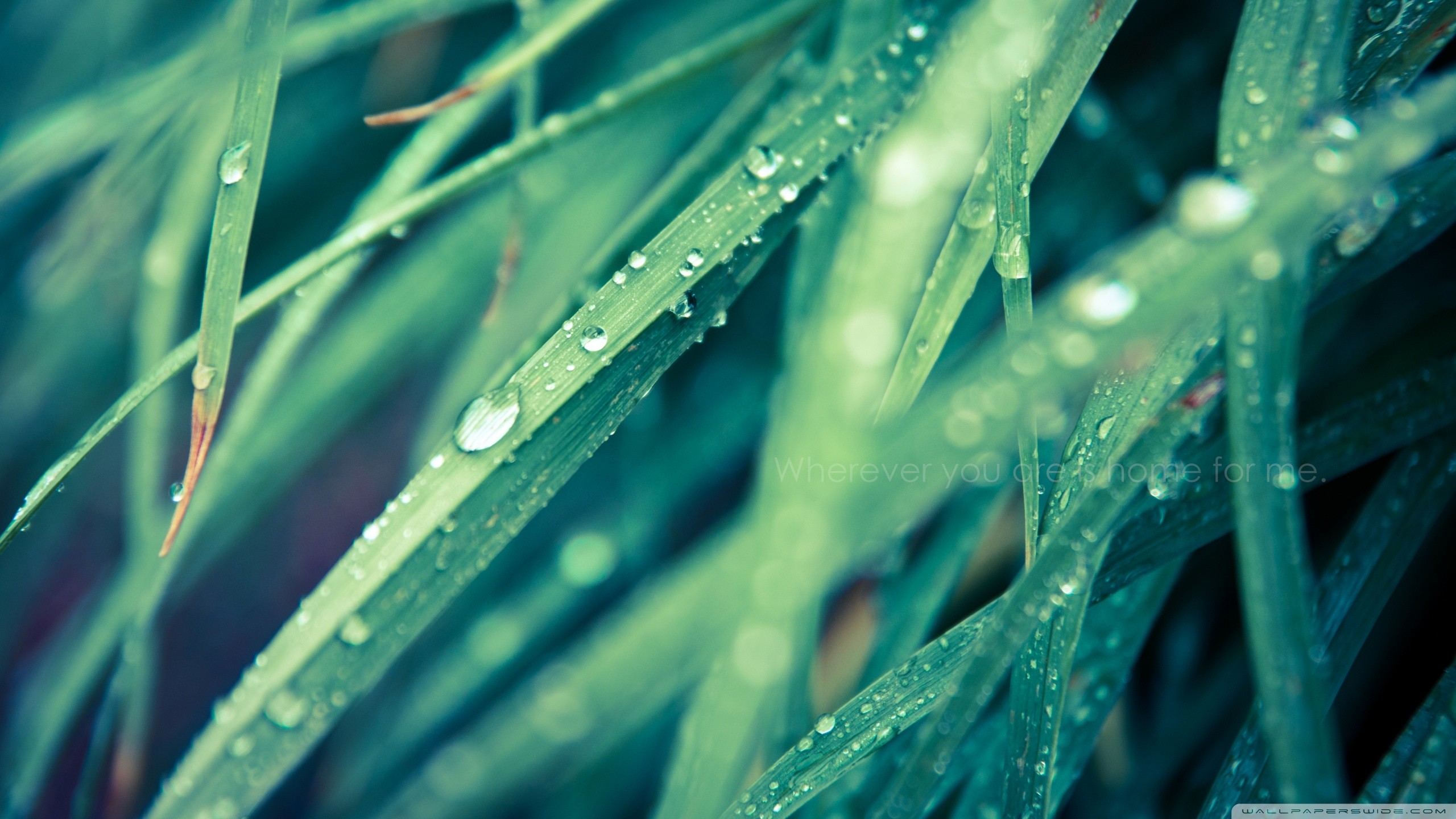 Macro view of wet grass blades HD Wallpaper