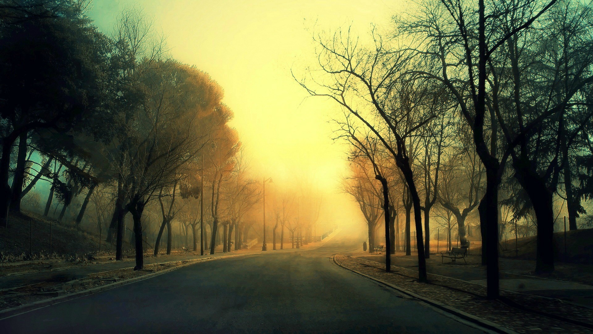 Road through a foggy forest with bare trees HD Wallpaper