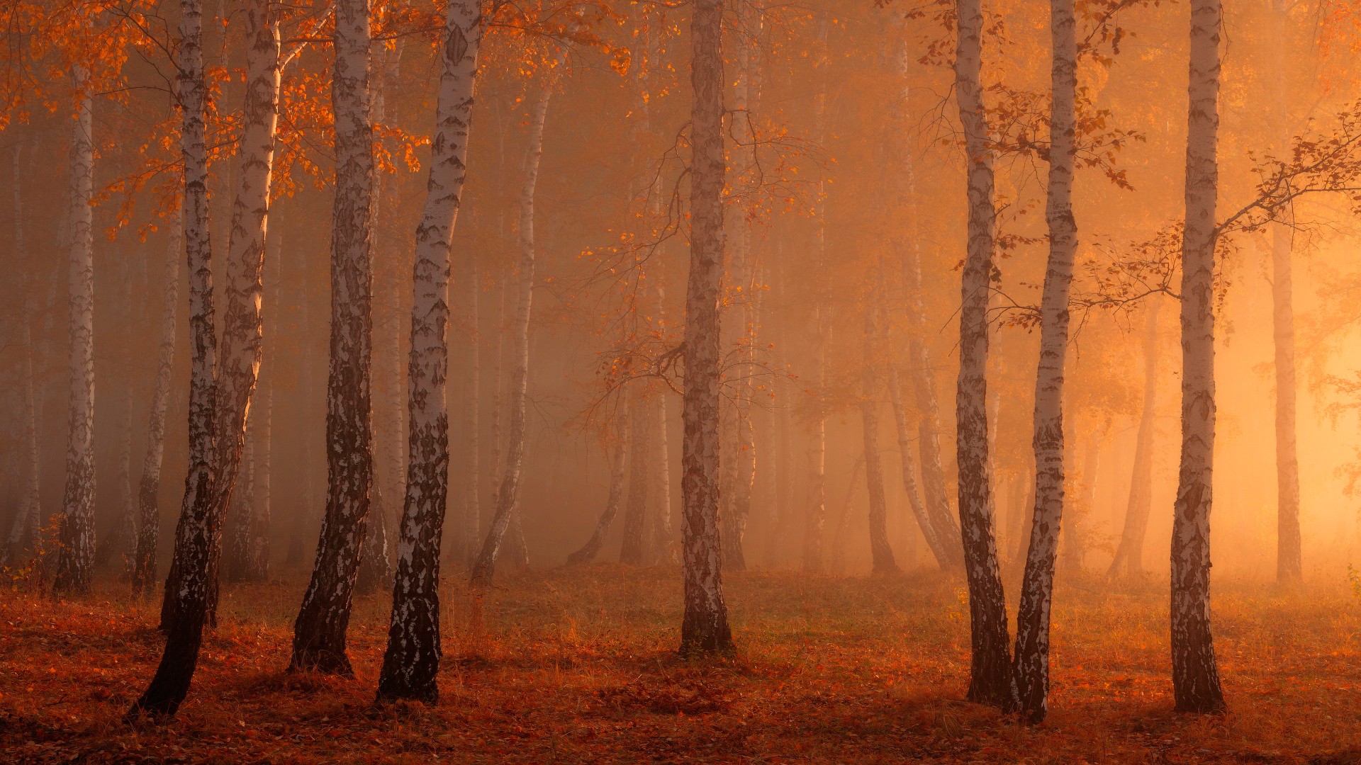Birch trees in a foggy forest during autumn HD Wallpaper