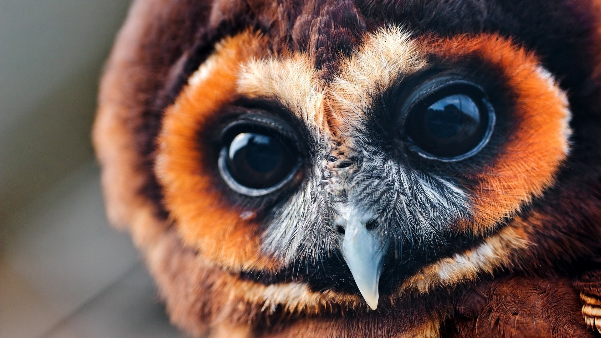 Close-up of a brown owl's face HD Wallpaper