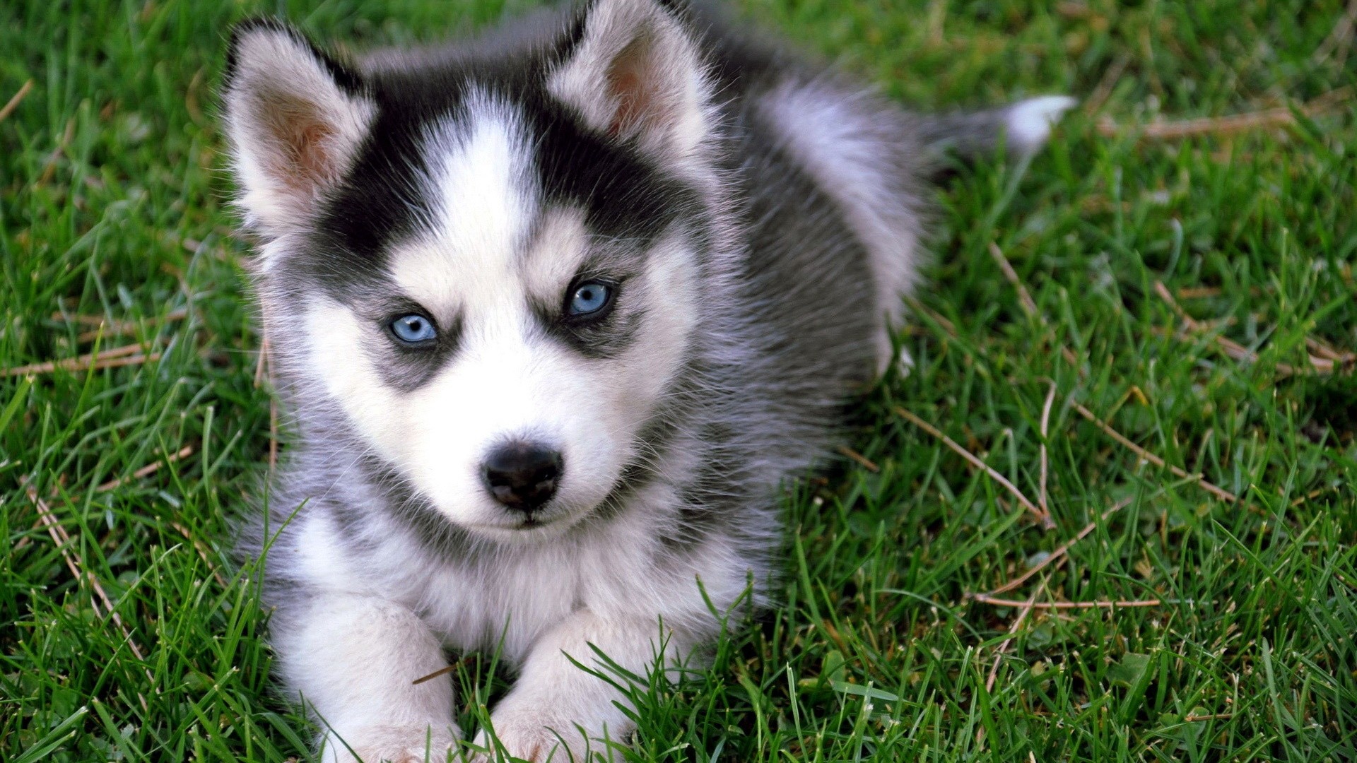 Siberian Husky puppy lying in green grass HD Wallpaper