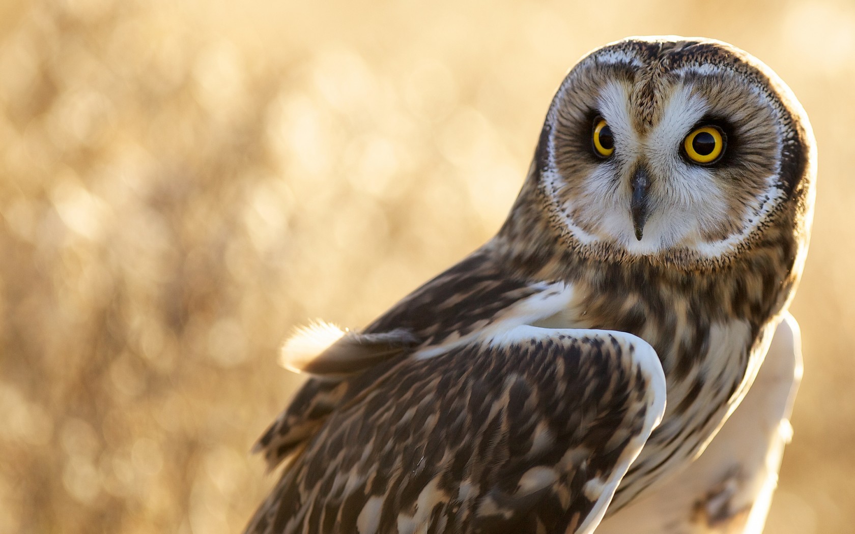 Short-eared owl perched in a field HD Wallpaper