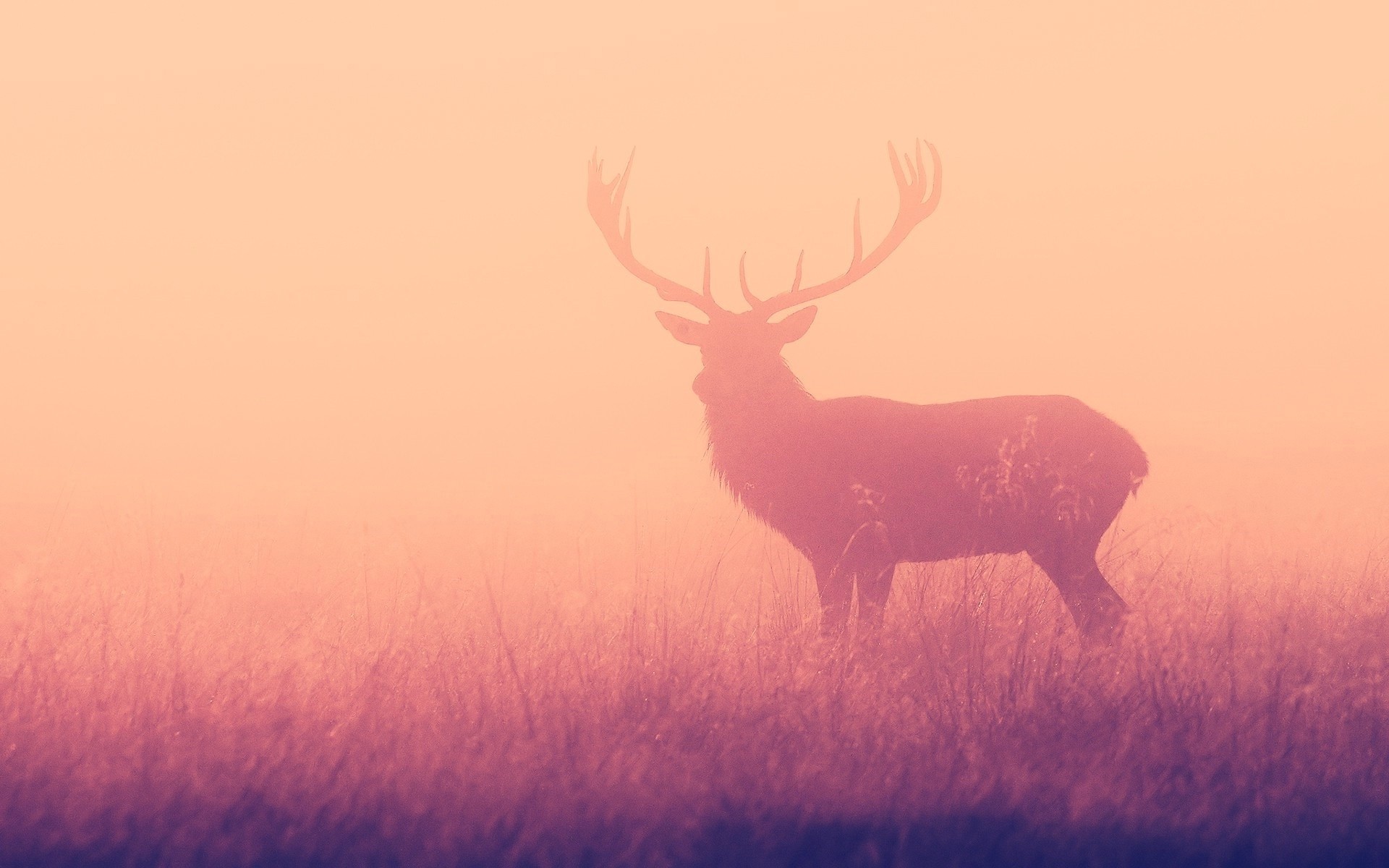 A majestic deer stands in a misty field at sunrise HD Wallpaper
