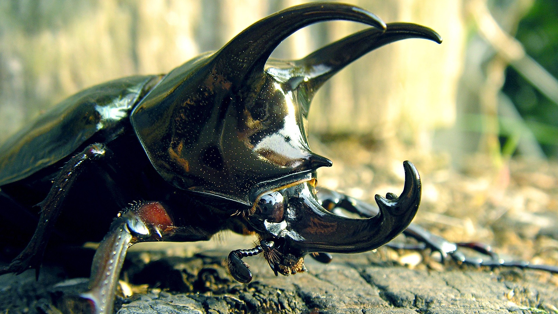 Close-up of a large rhinoceros beetle with prominent horns HD Wallpaper