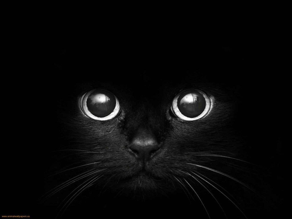 Monochrome close-up of a black cat's eyes HD Wallpaper