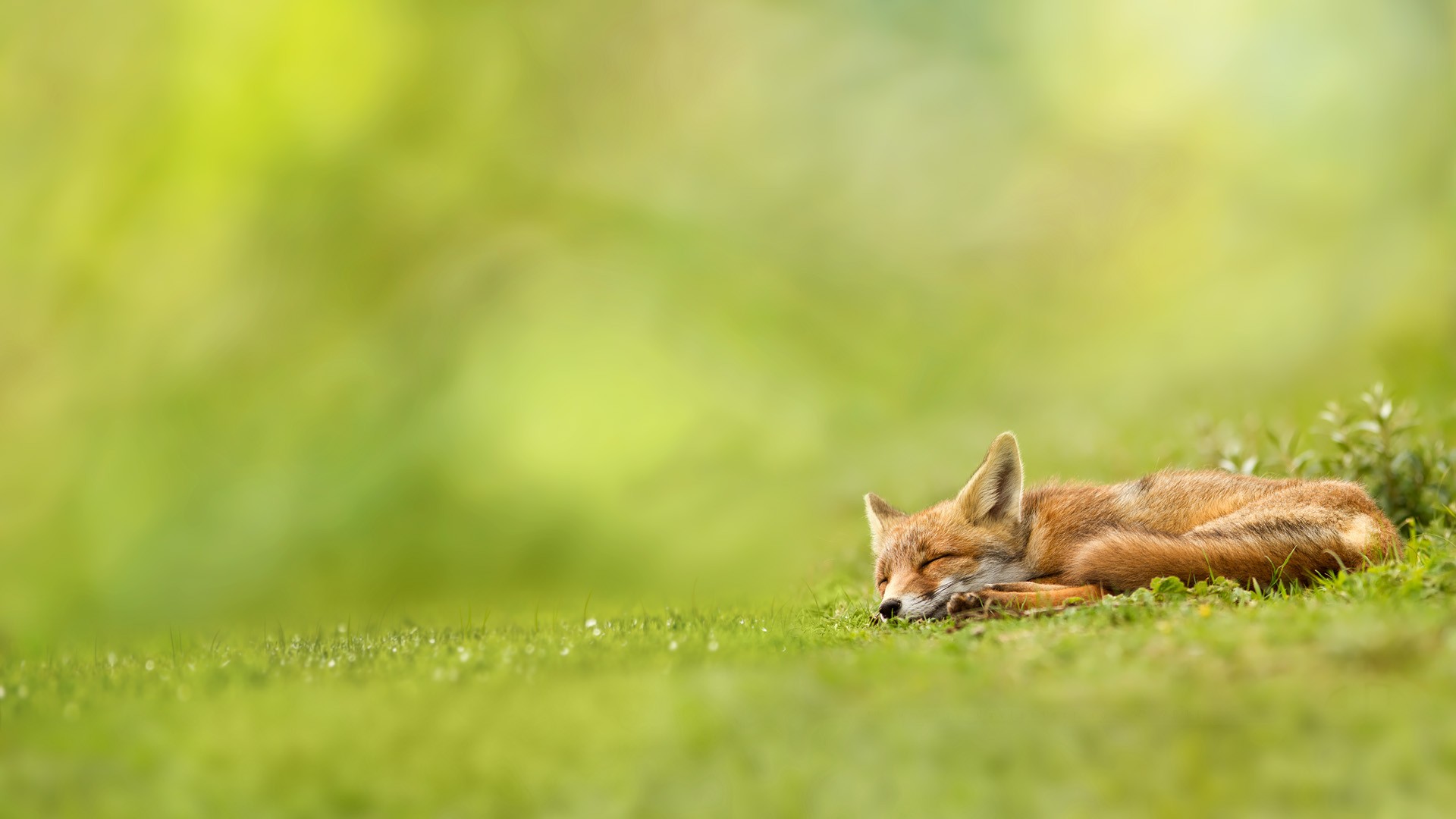 A fox sleeps peacefully in a grassy field HD Wallpaper