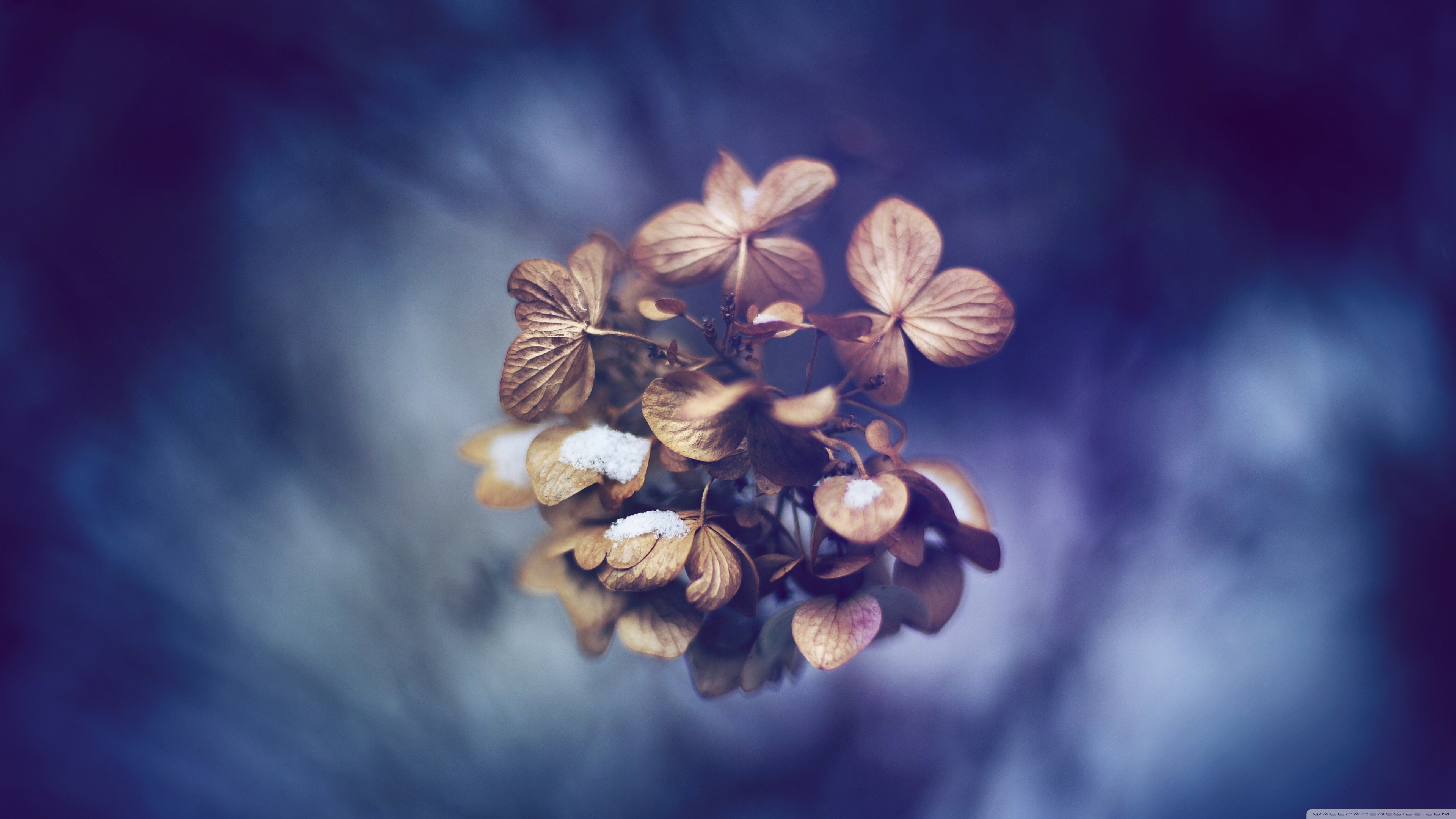 Dried hydrangea flowers with snow on blue background HD Wallpaper