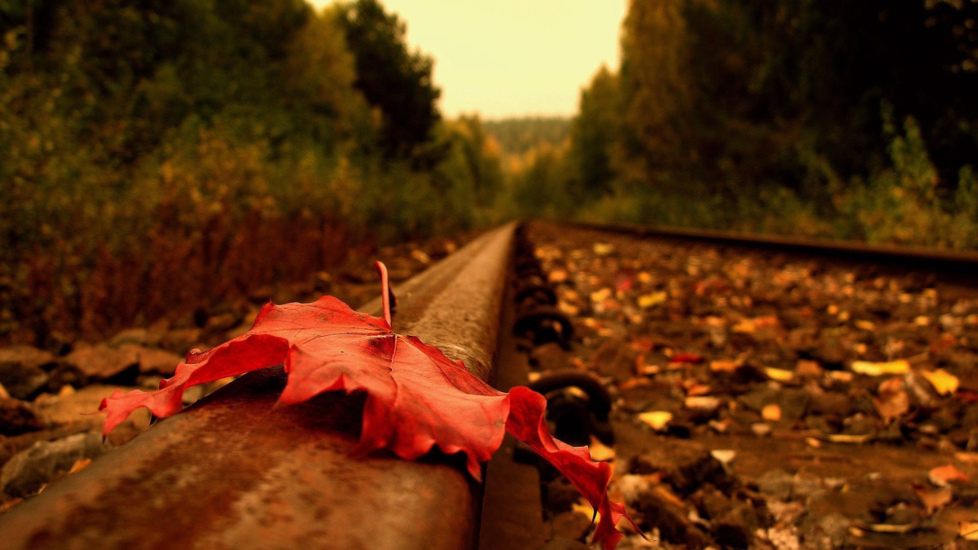 Red maple leaf on railroad tracks in autumn HD Wallpaper