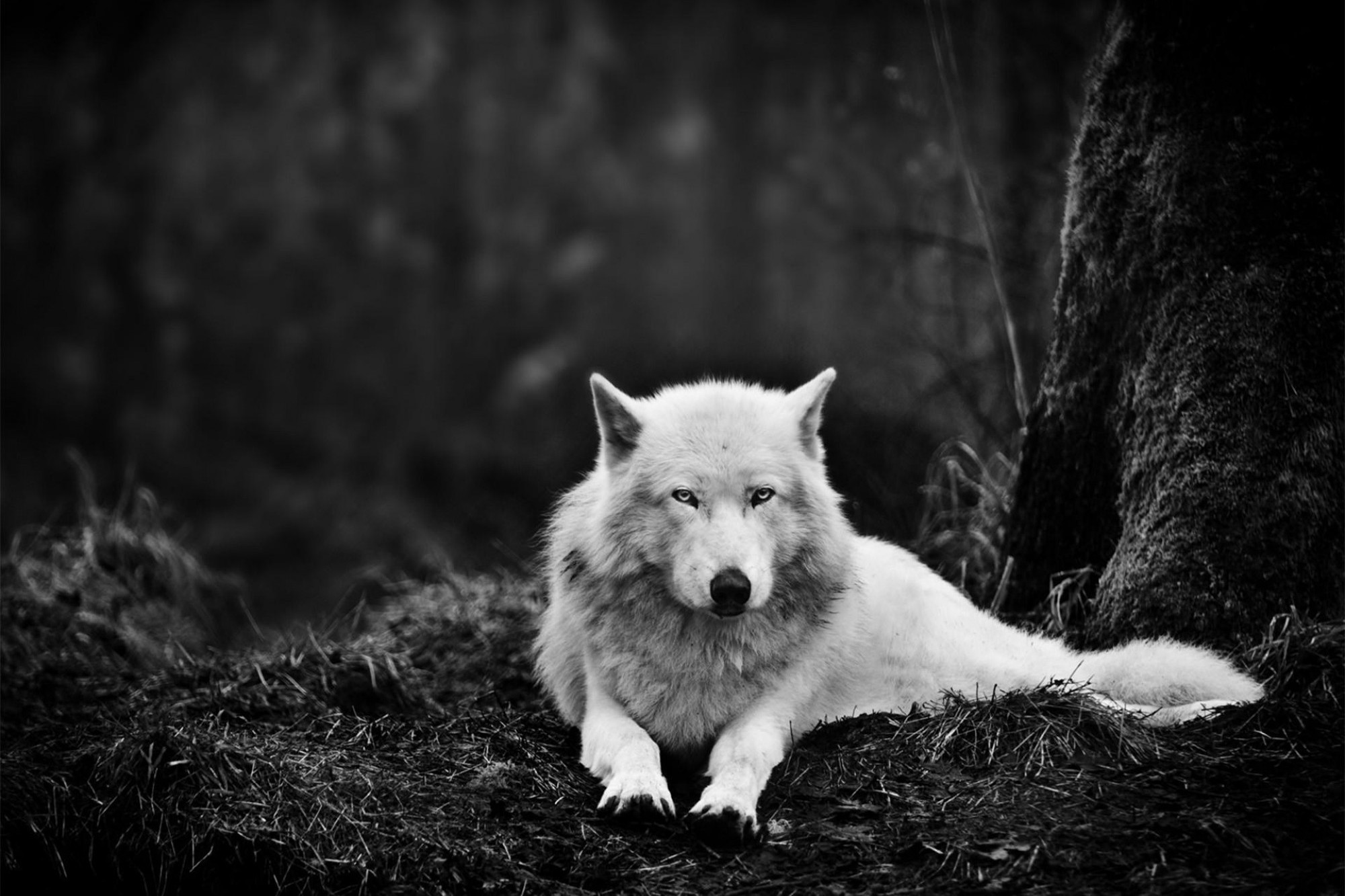 Monochrome portrait of a white wolf in nature HD Wallpaper