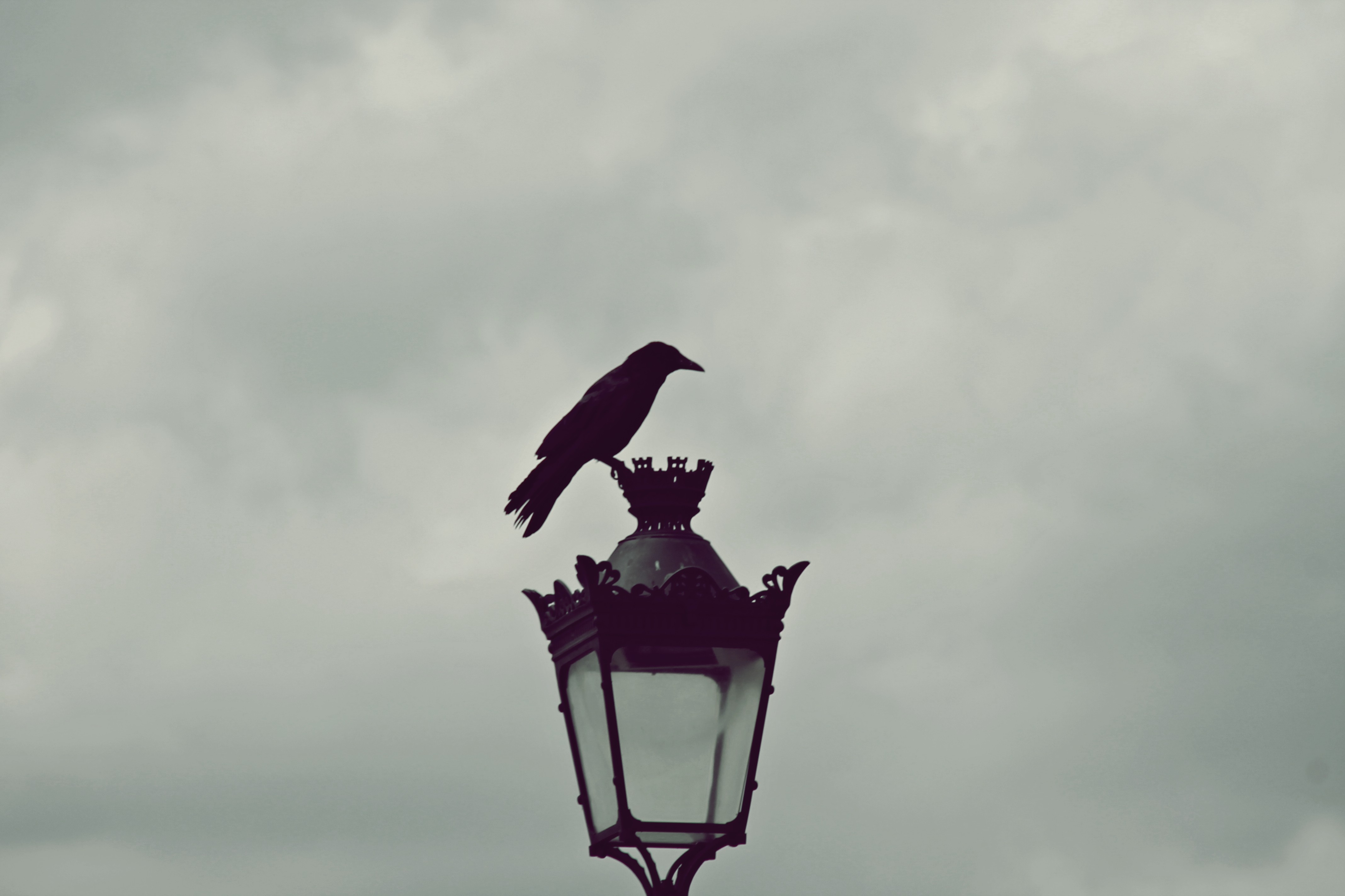 Raven perched on a street light in Paris HD Wallpaper