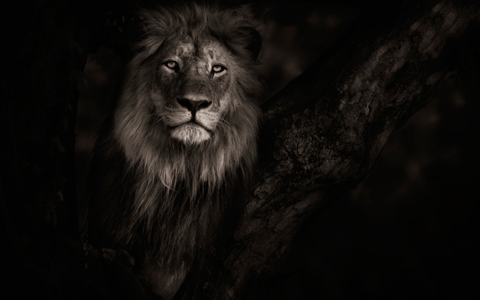 A lion with a mane sits in a tree HD Wallpaper