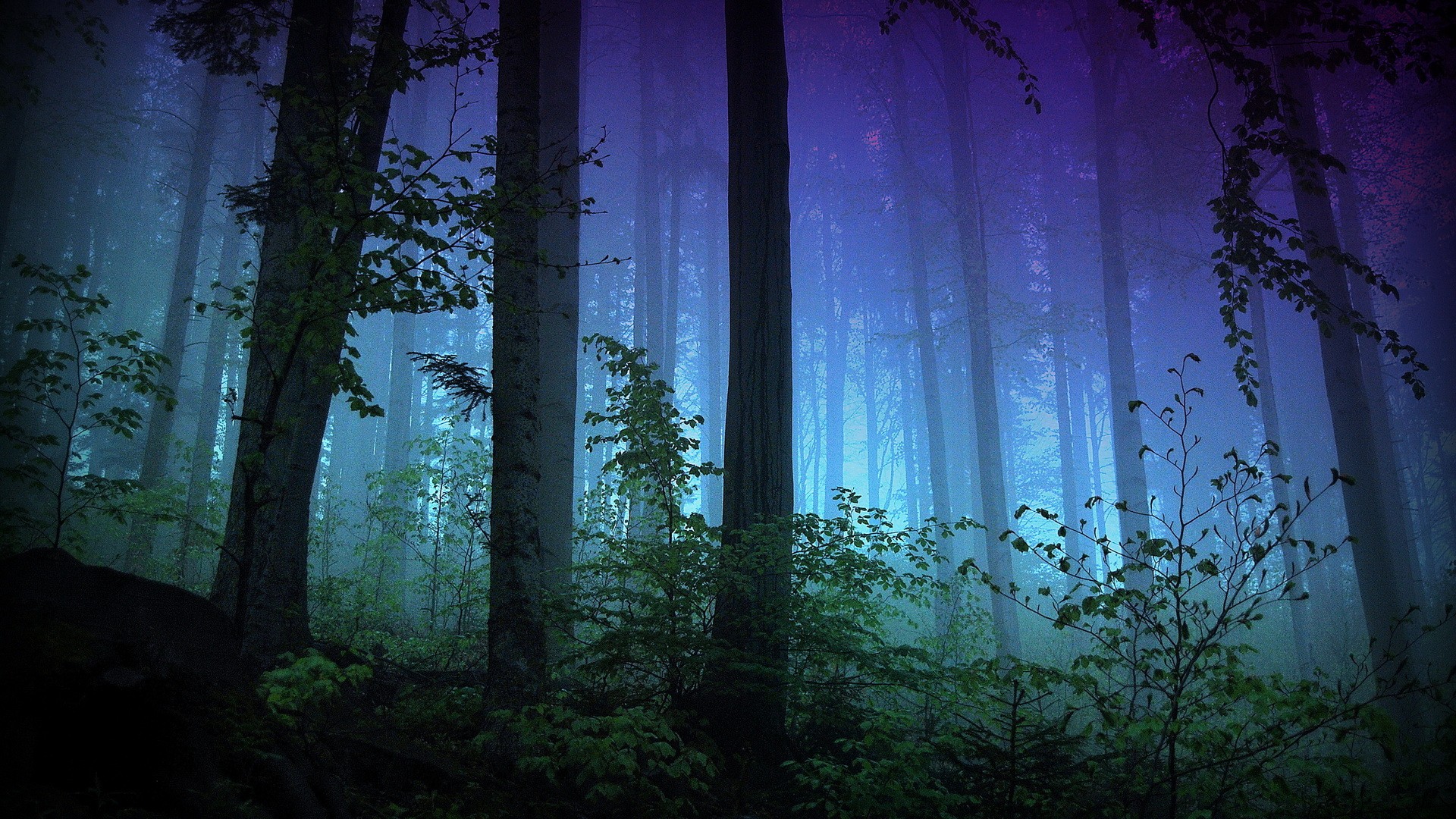 Misty forest with tall trees and fog HD Wallpaper