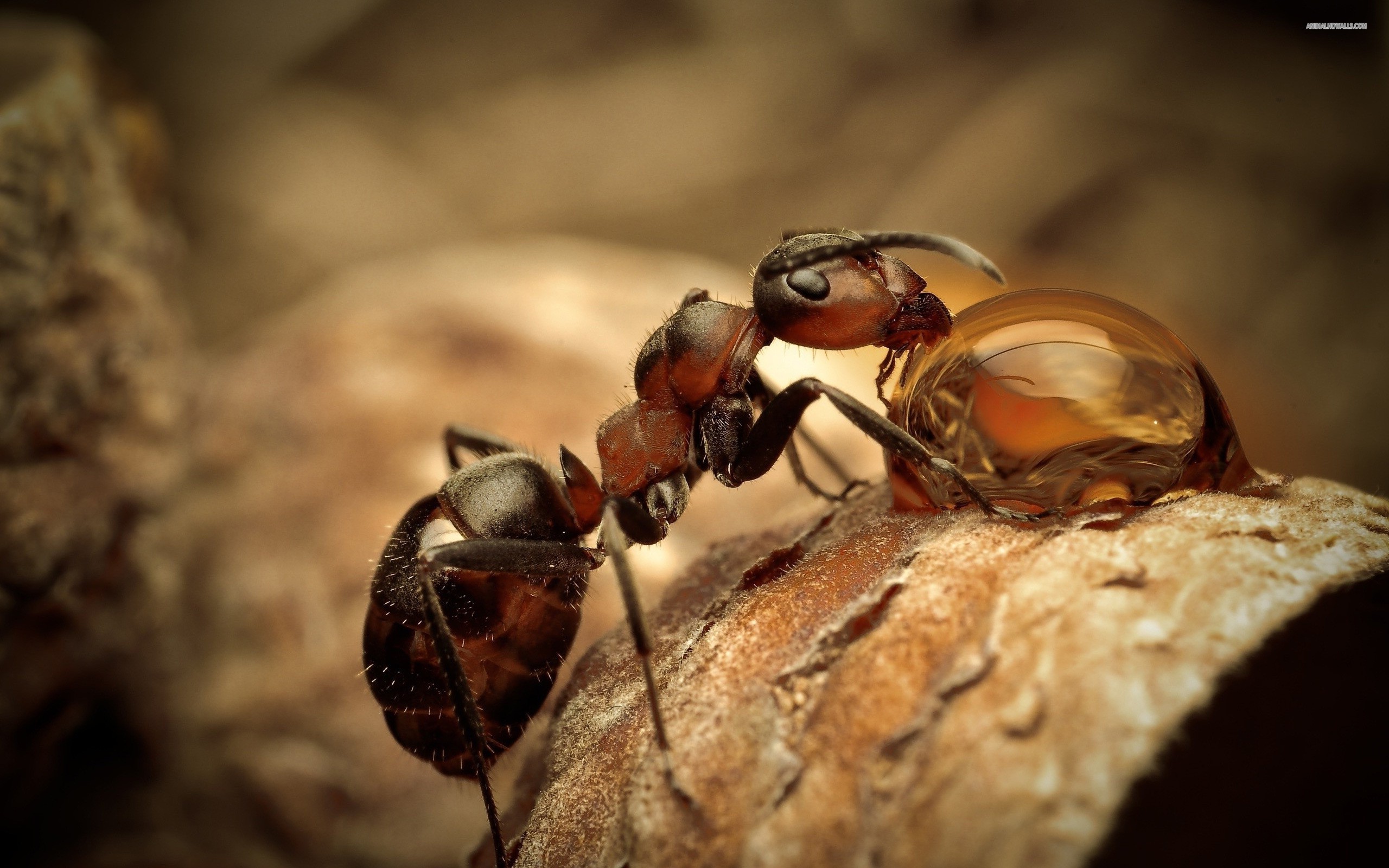 Macro shot of an ant drinking from a water droplet HD Wallpaper