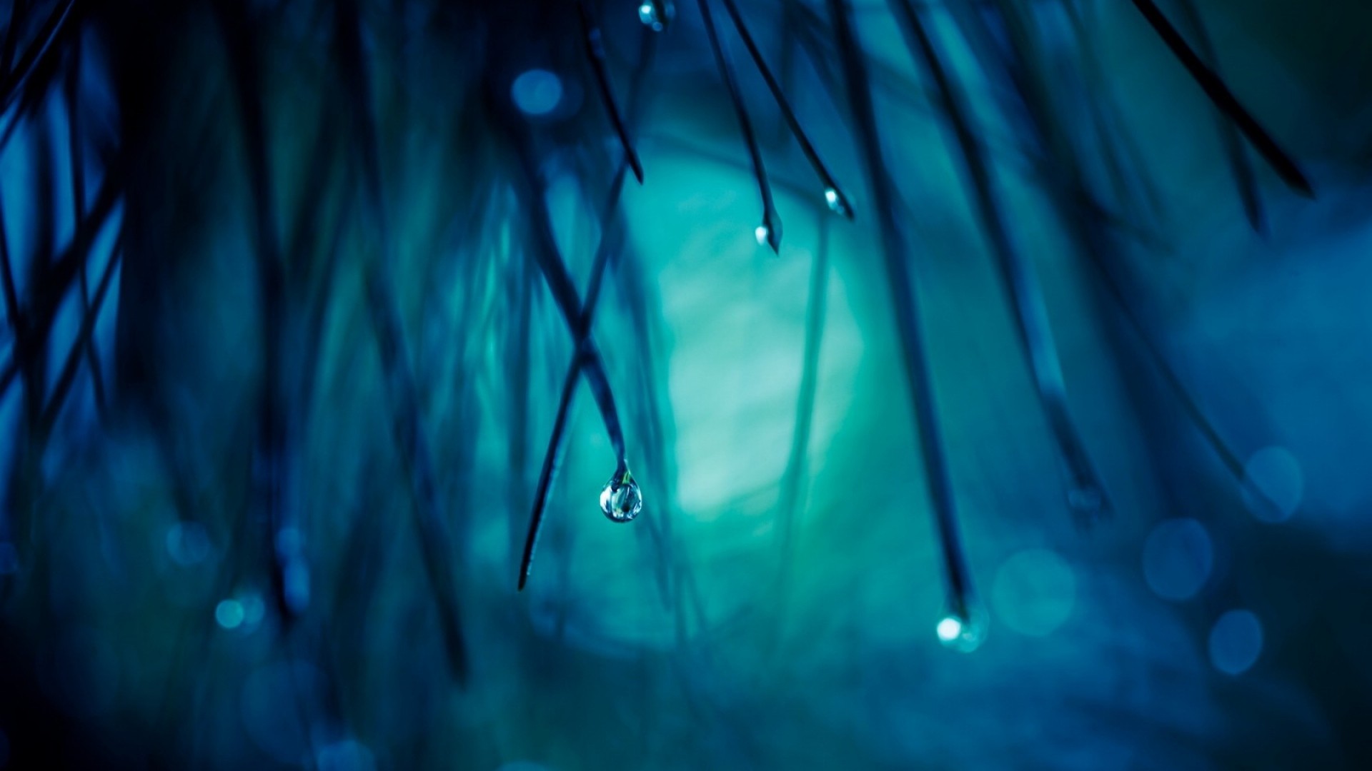Macro shot of water drops on pine needles HD Wallpaper