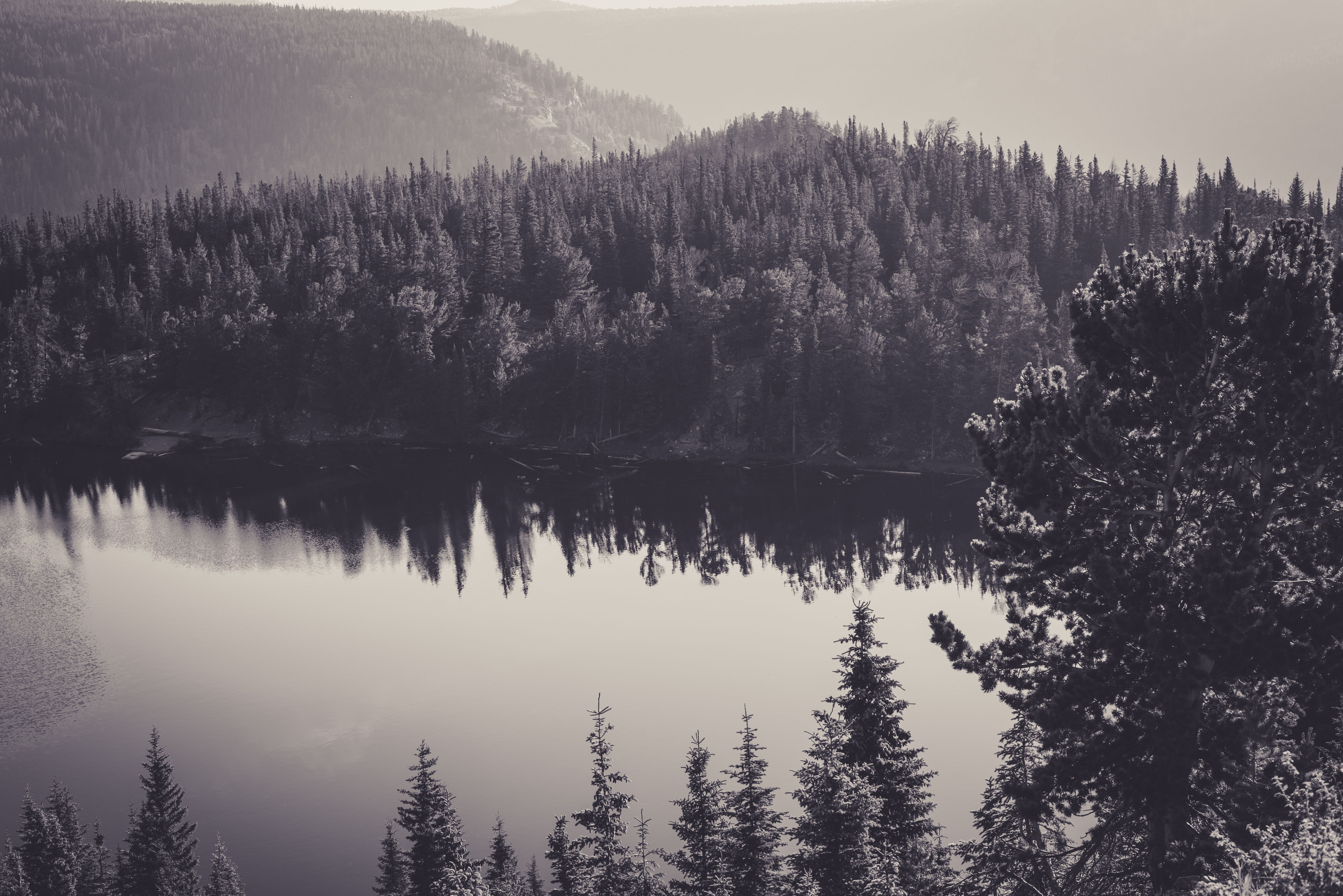 Monochrome landscape of trees reflecting in a lake HD Wallpaper
