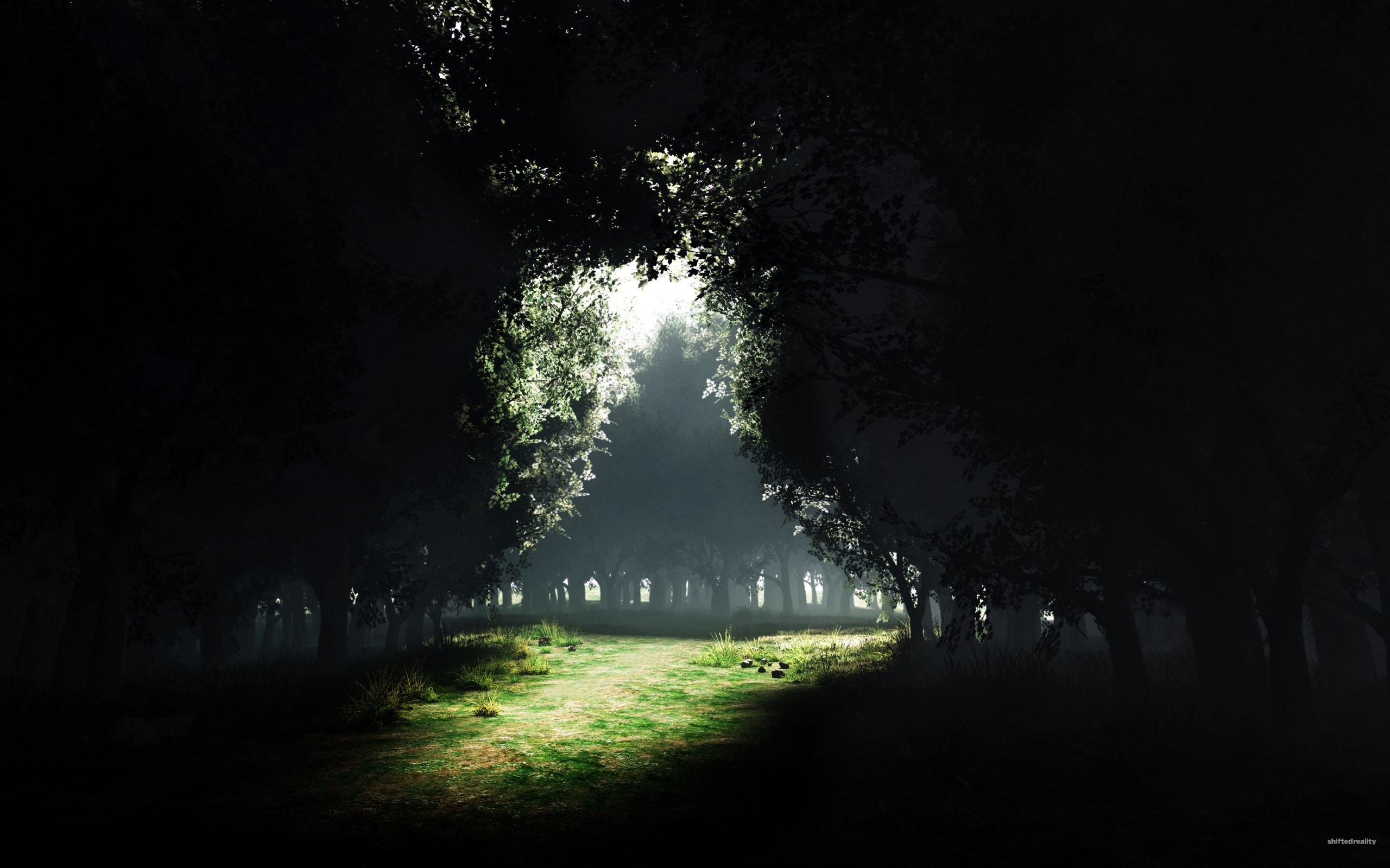 Dark forest path with sunlight filtering through trees HD Wallpaper