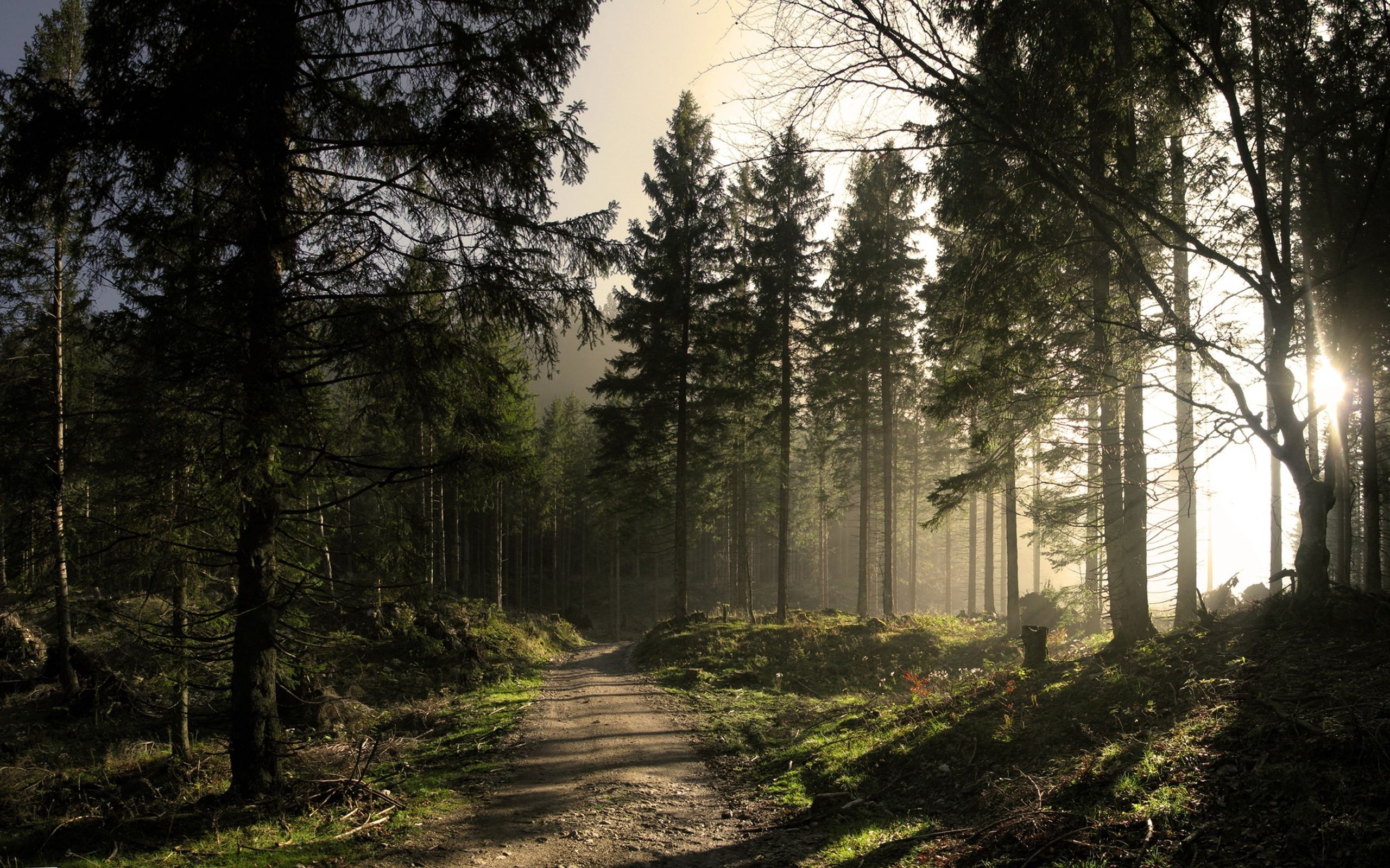 Sunlight filtering through a dense forest HD Wallpaper