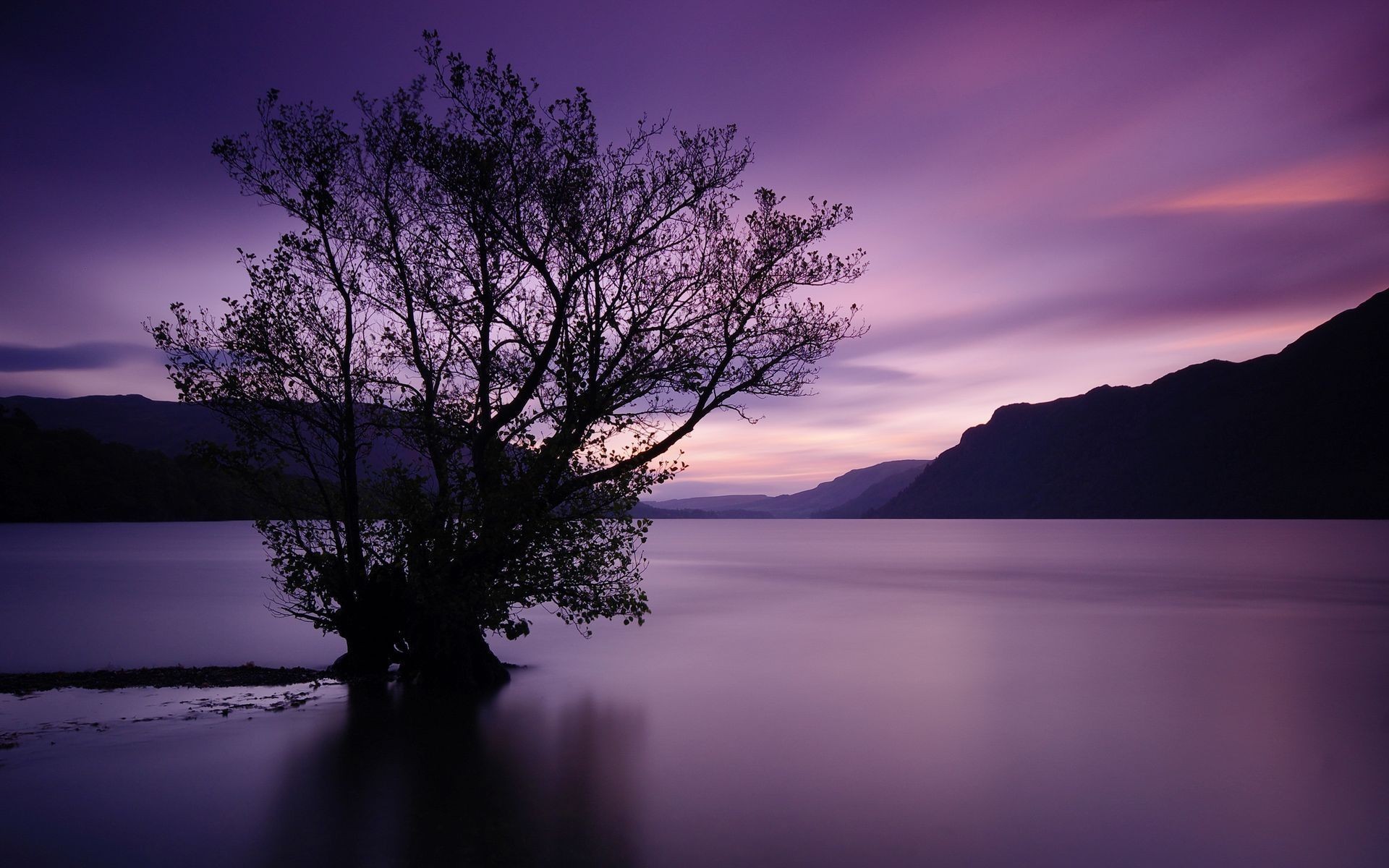 Tree in a lake at sunset with mountains HD Wallpaper