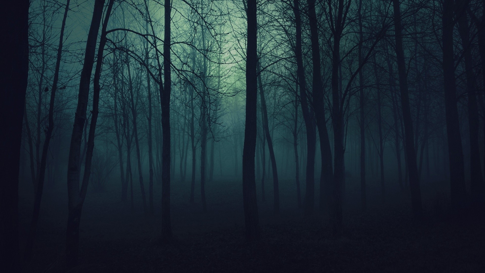 Dark forest with fog and trees HD Wallpaper