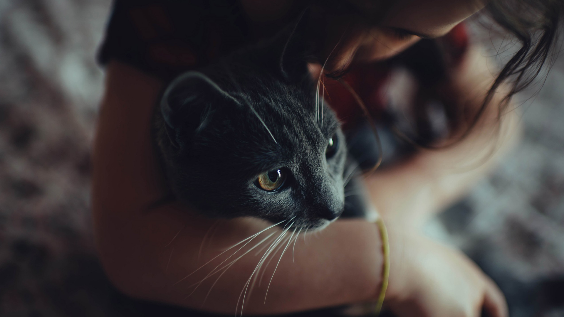 A person holding a grey cat HD Wallpaper